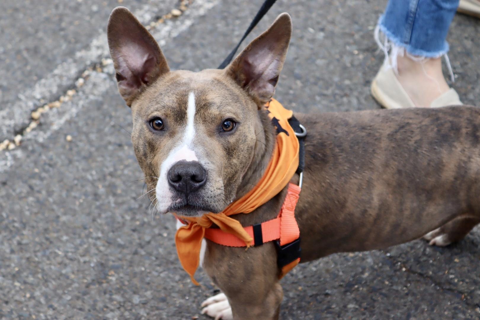 Enlarge Kevin, a Adoptable Pit Bull Terrier in Alexandria, VA image 5/6