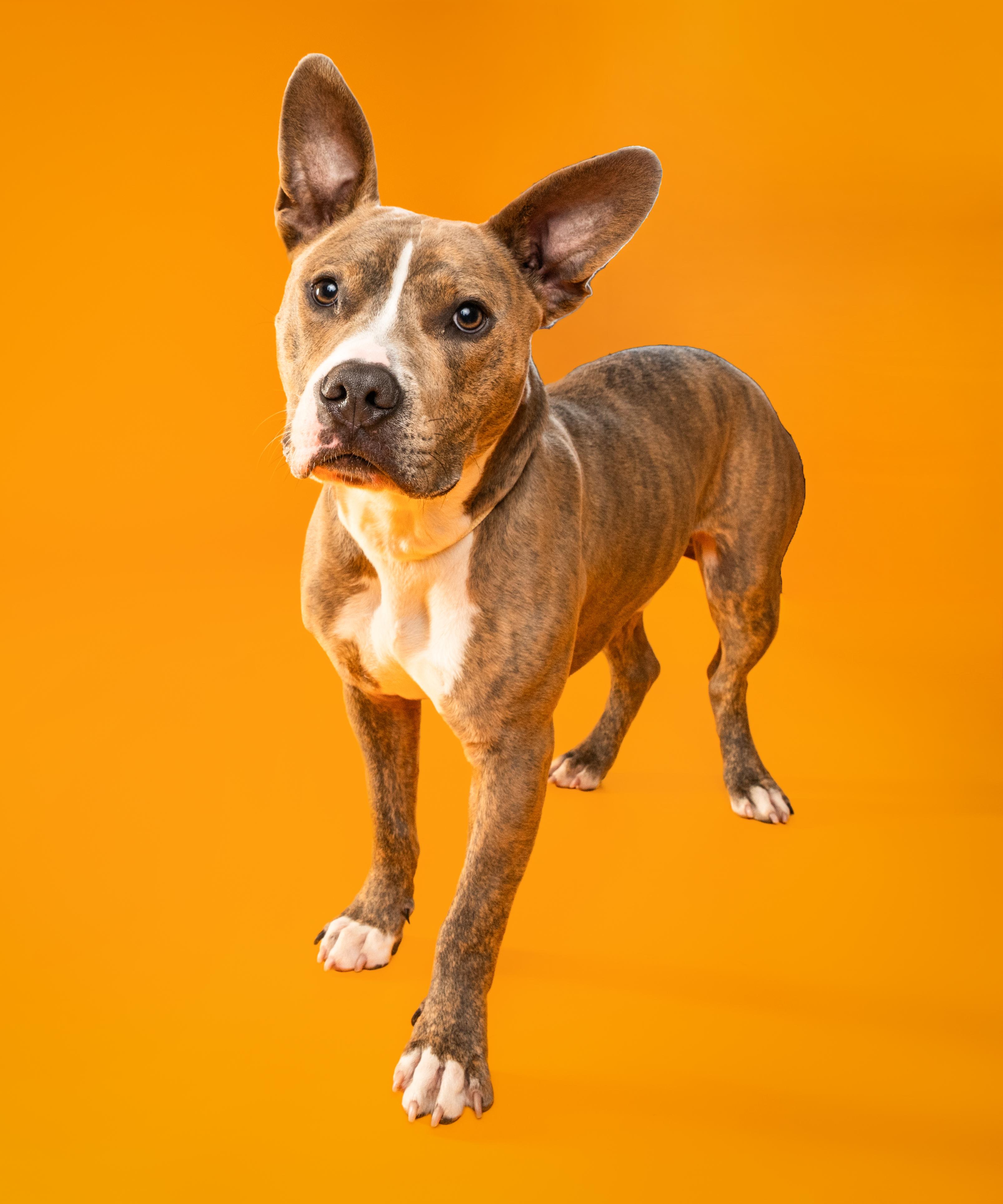 Enlarge Kevin, a Adoptable Pit Bull Terrier in Alexandria, VA image 6/6