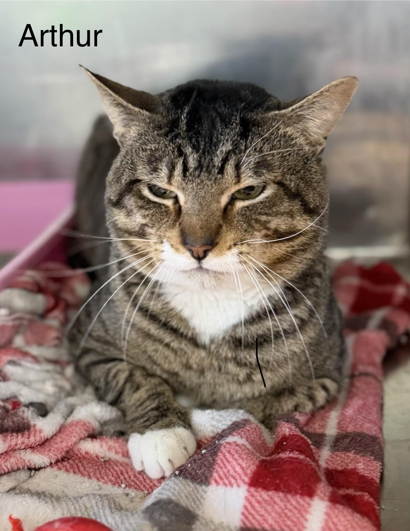 Enlarge Arthur, an adopted Domestic Short Hair in Warren, OH image 2/4