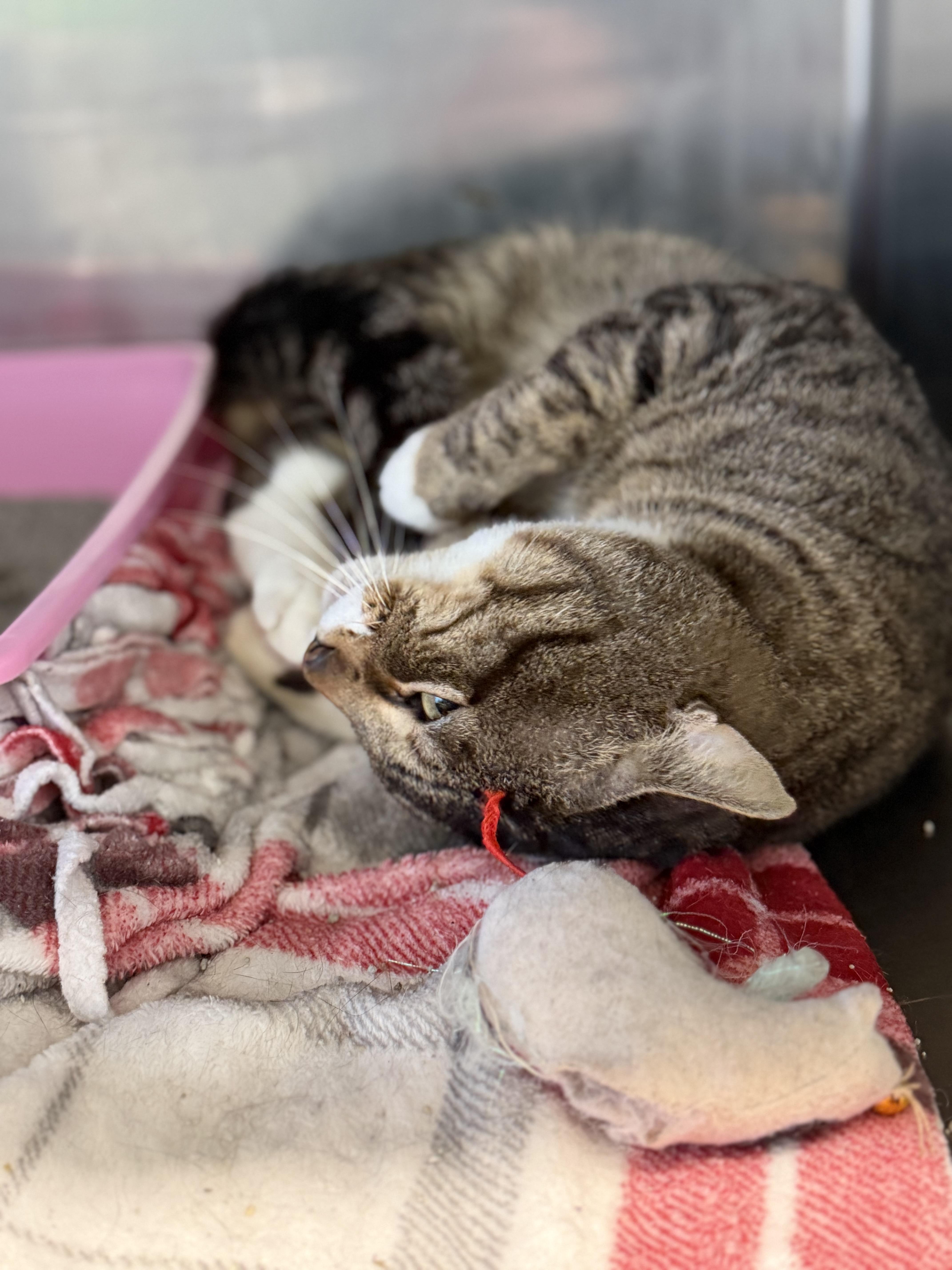 Enlarge Arthur, an adopted Domestic Short Hair in Warren, OH image 4/4
