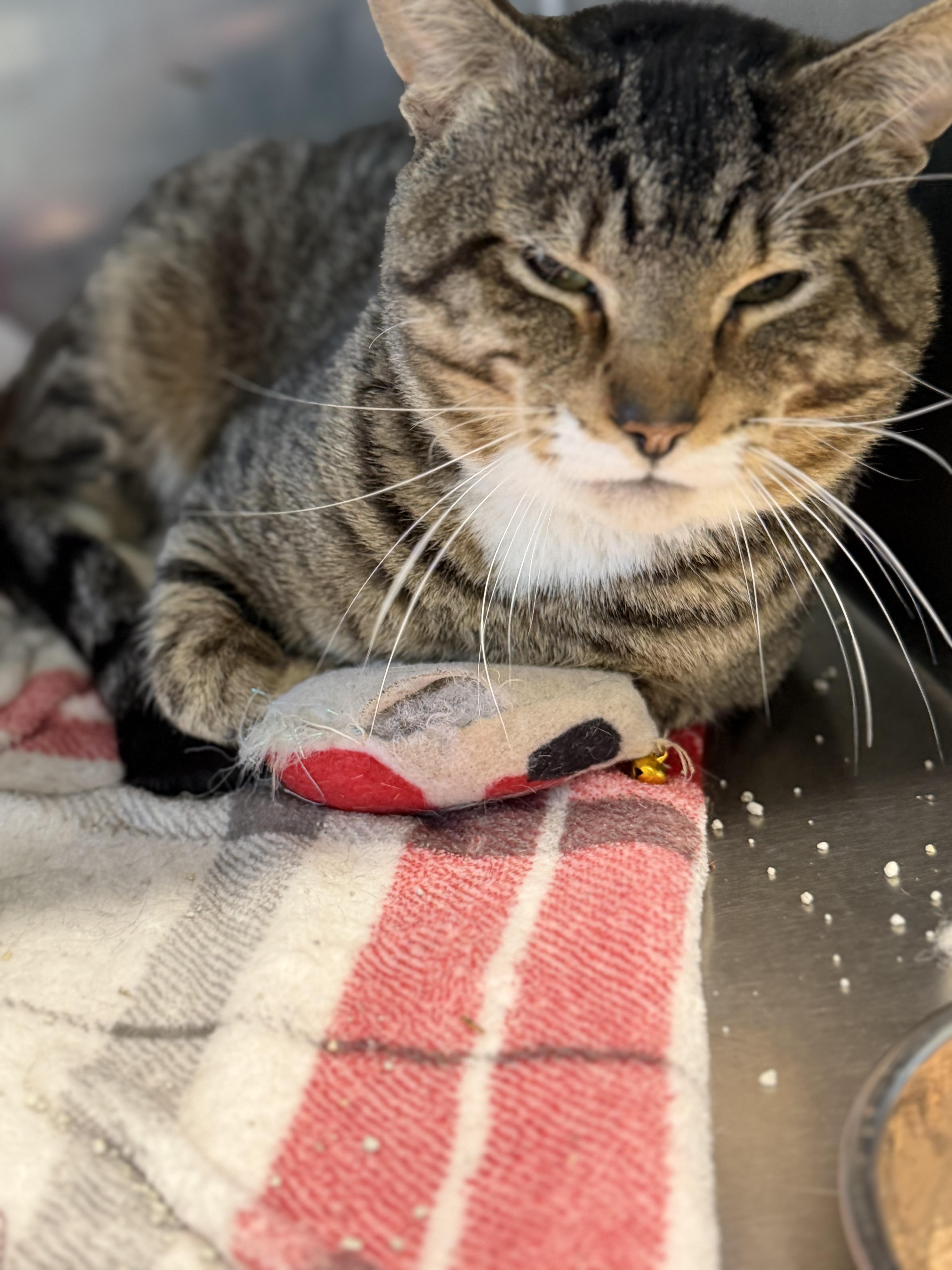 Enlarge Arthur, an adopted Domestic Short Hair in Warren, OH image 1/4