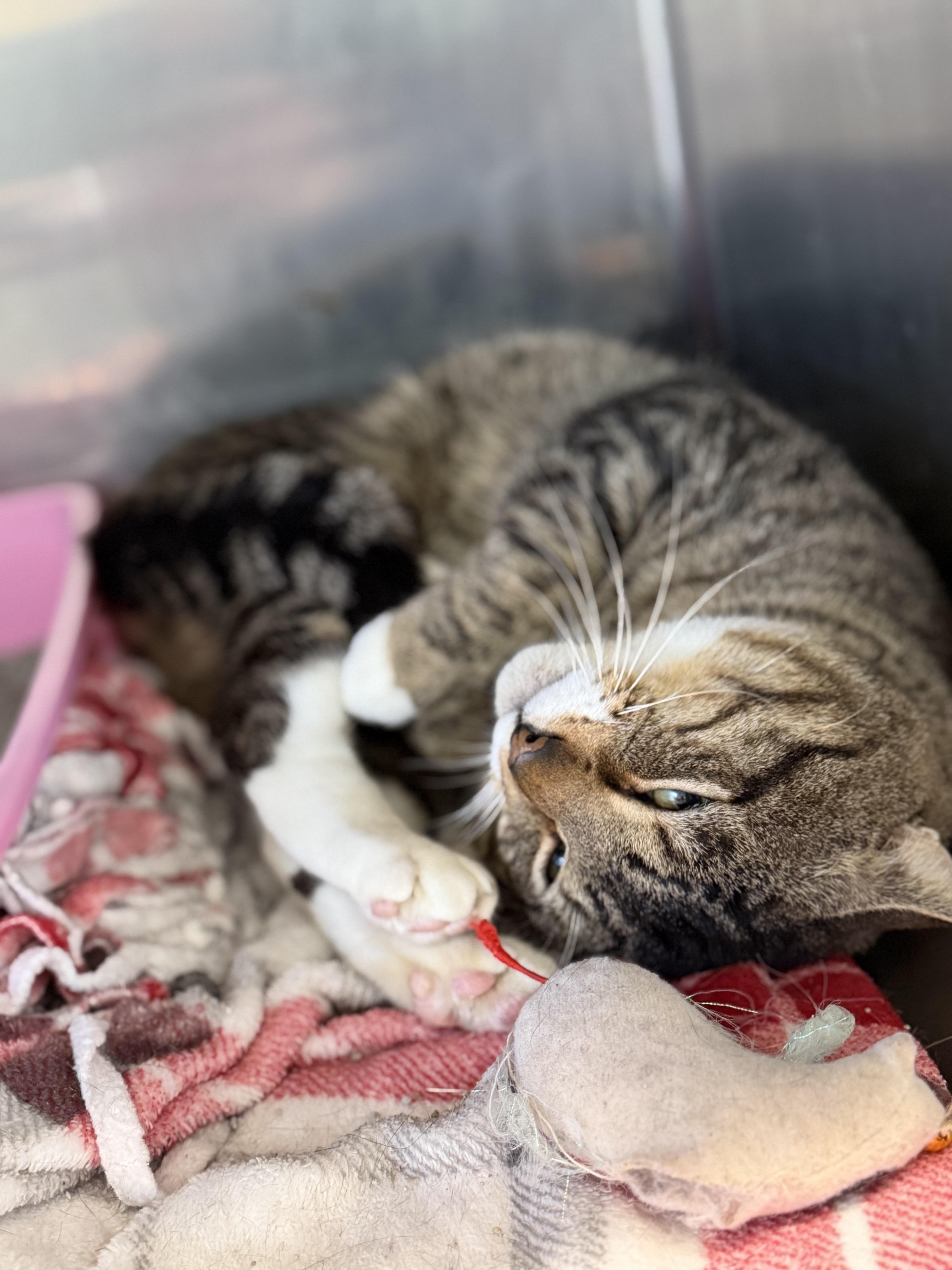 Enlarge Arthur, an adopted Domestic Short Hair in Warren, OH image 3/4