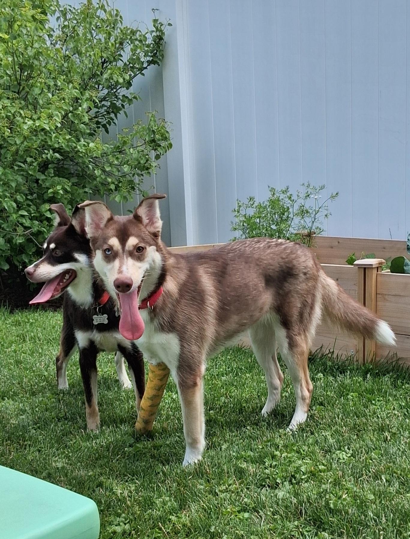 Nala, Adoptable, Young Female Husky.