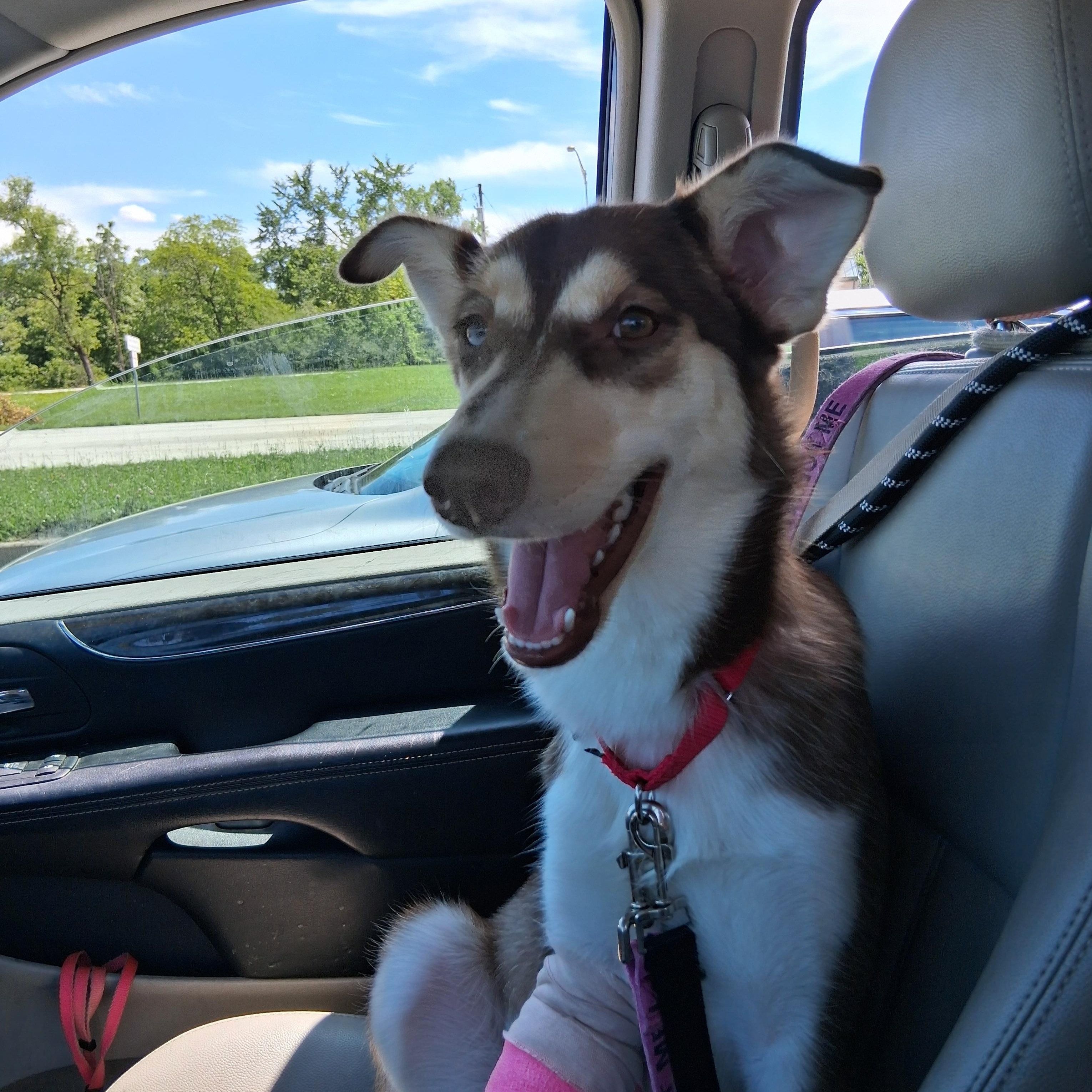 Nala, a Adoptable mixed breed in Elmhurst, IL image 5/6