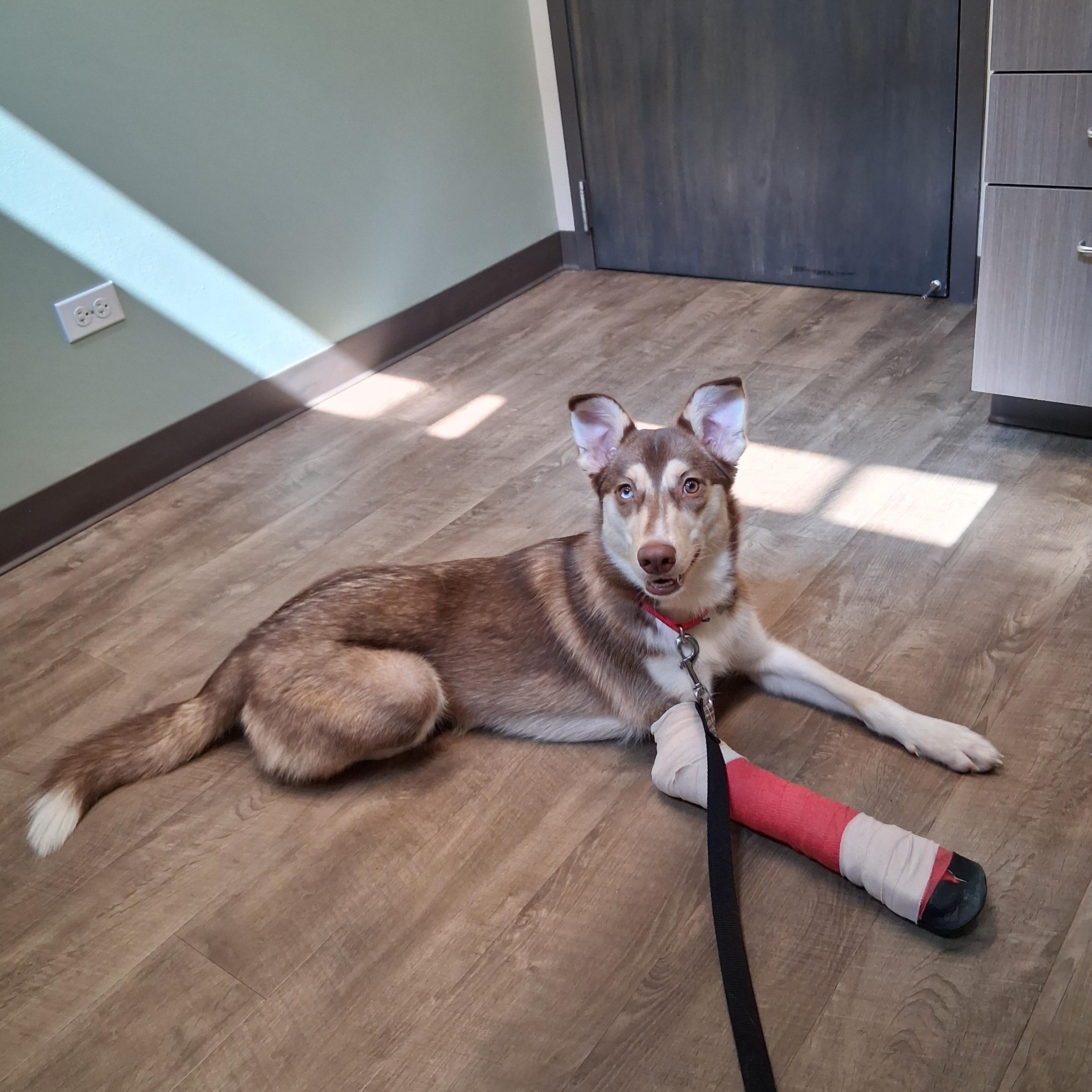 Nala, a Adoptable mixed breed in Elmhurst, IL image 2/6
