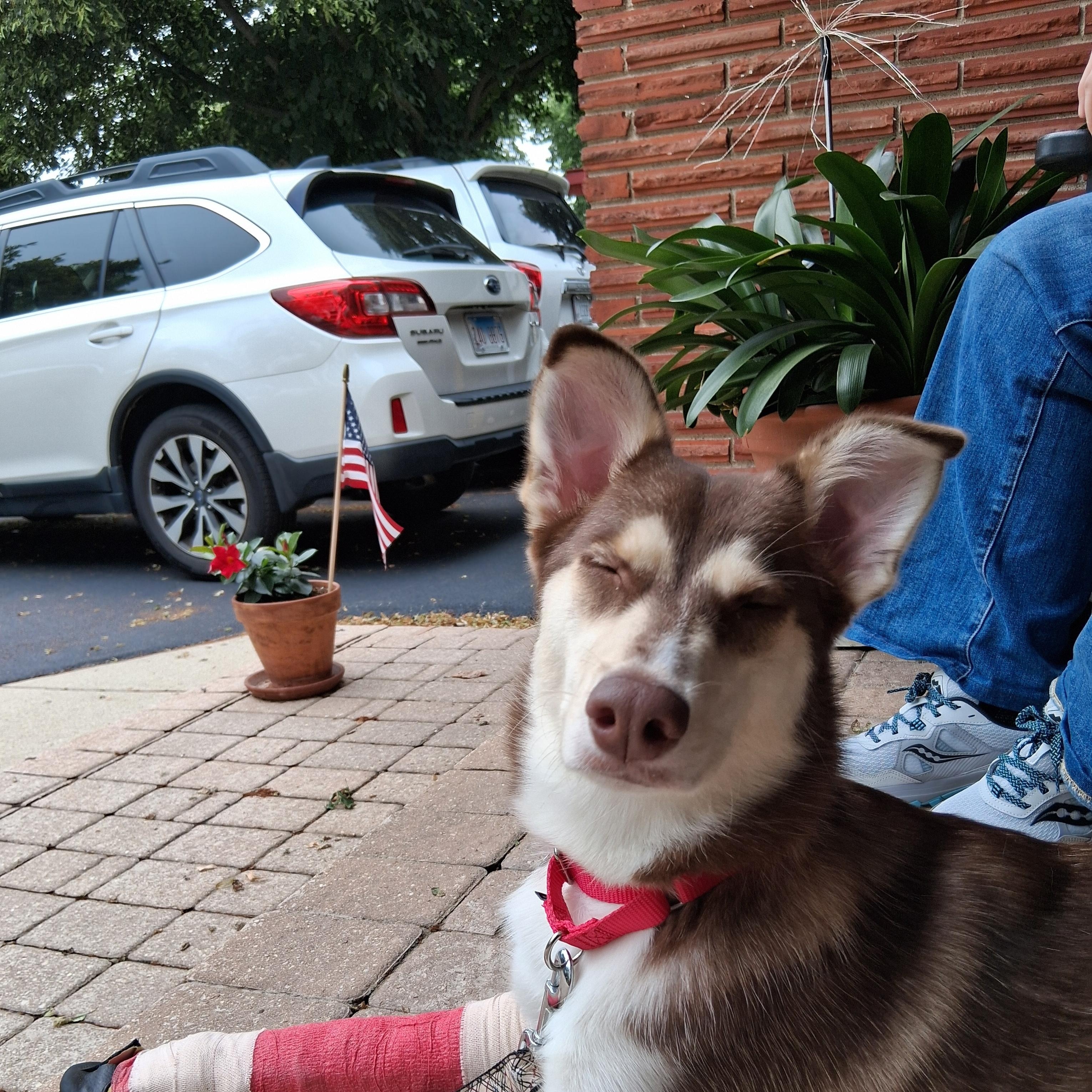 Nala, a Adoptable mixed breed in Elmhurst, IL image 4/6
