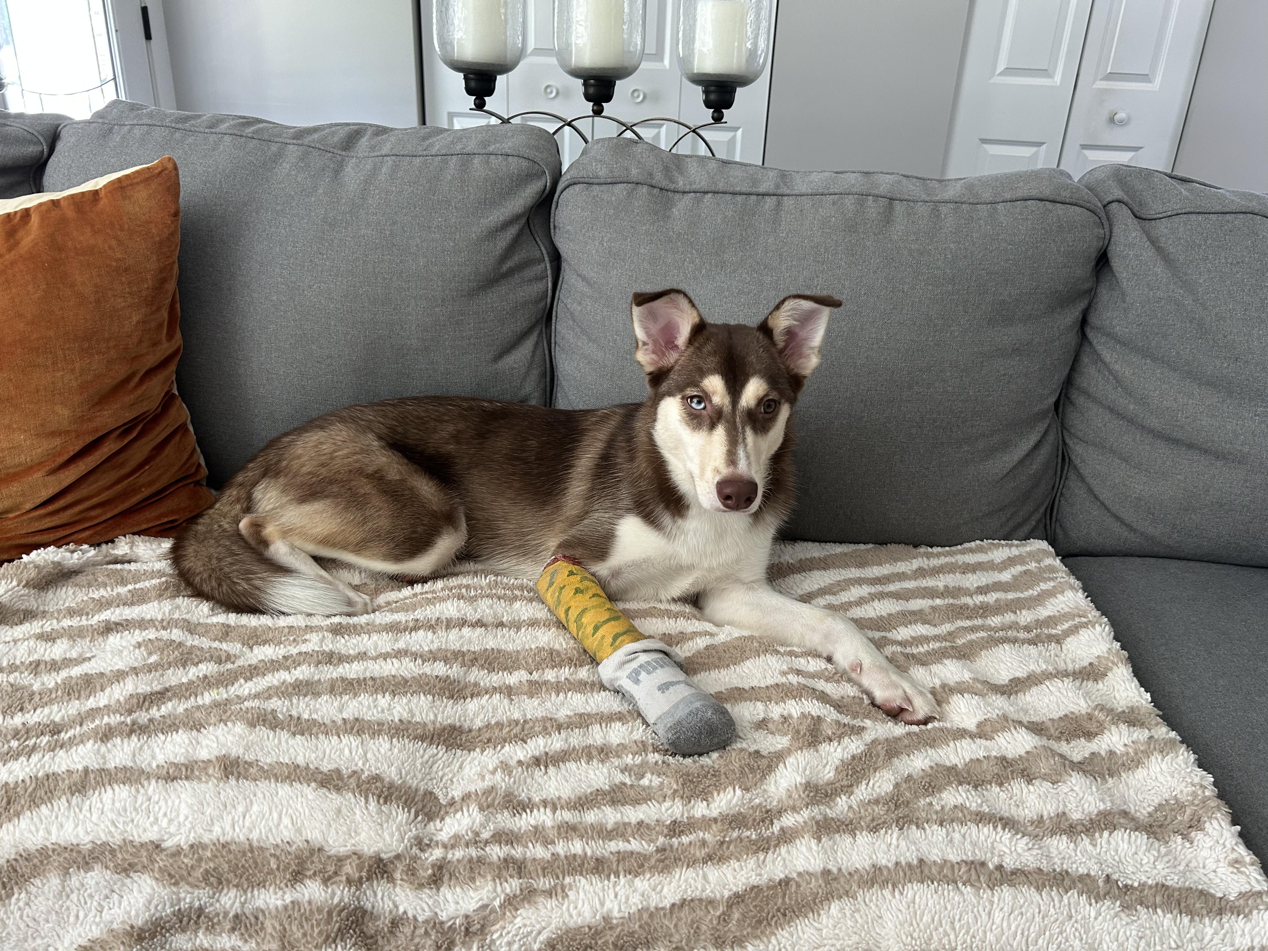 Nala, a Adoptable mixed breed in Elmhurst, IL image 3/6