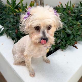 DELANEY, ADOPTABLE, Young Female Maltipoo.
