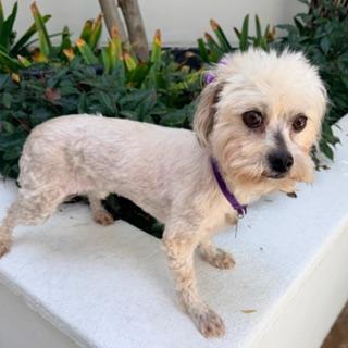 DELANEY, a ADOPTABLE Maltipoo in Santa Monica, CA image 2/3
