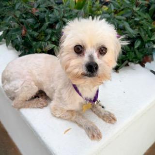 DELANEY, a ADOPTABLE Maltipoo in Santa Monica, CA image 3/3