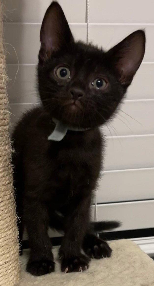 Noel, a Adoptable Domestic Short Hair in Naples, FL image 1/3