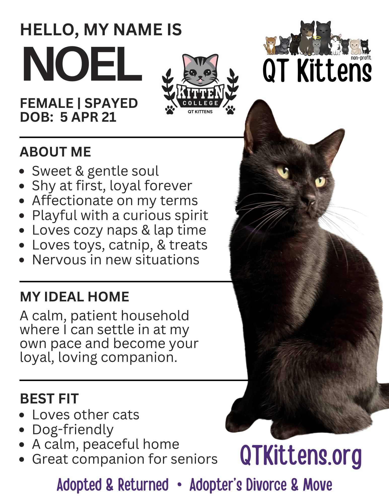 Noel, Adoptable, Adult Female Domestic Short Hair.