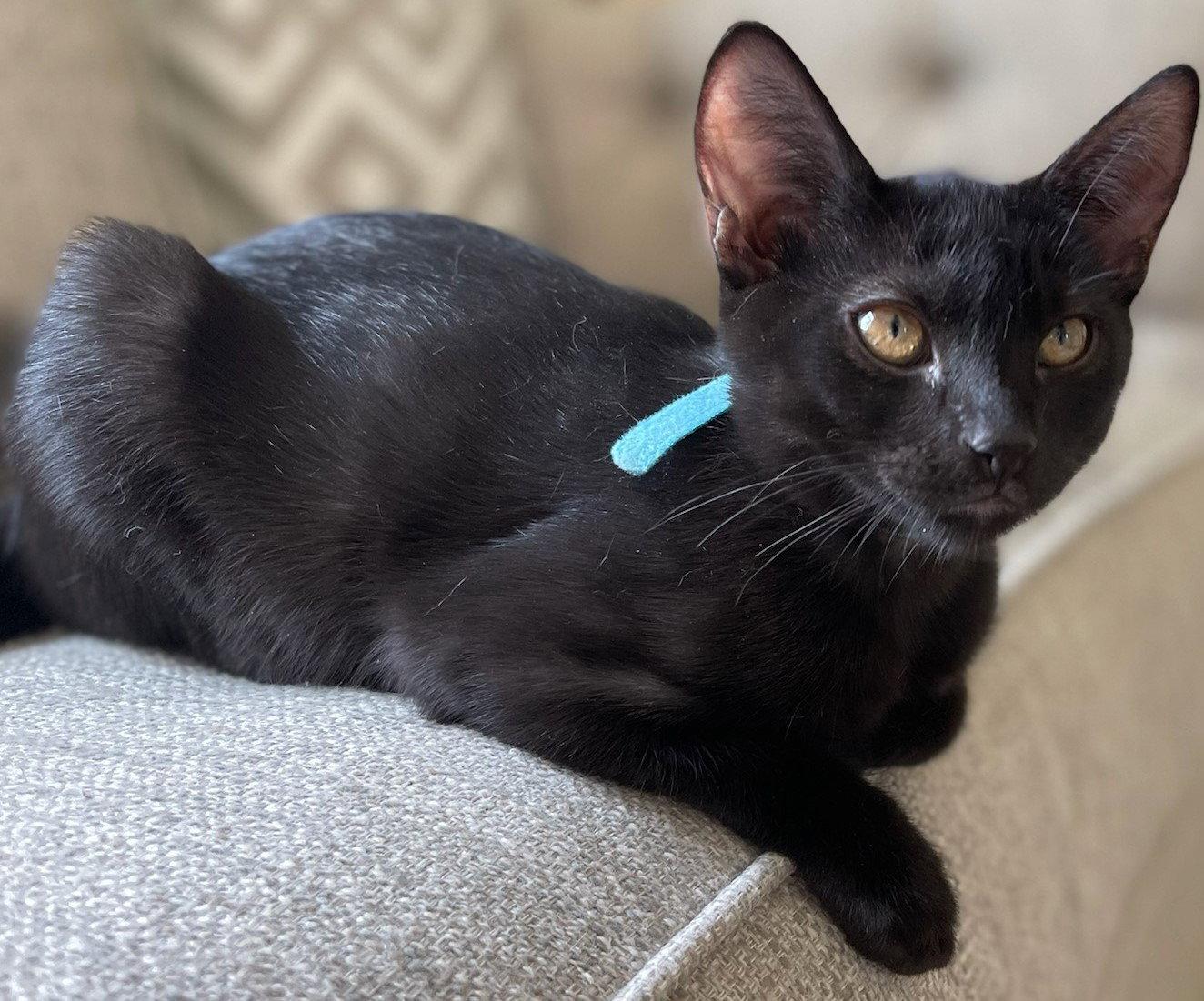 Noel, a Adoptable Domestic Short Hair in Naples, FL image 2/3