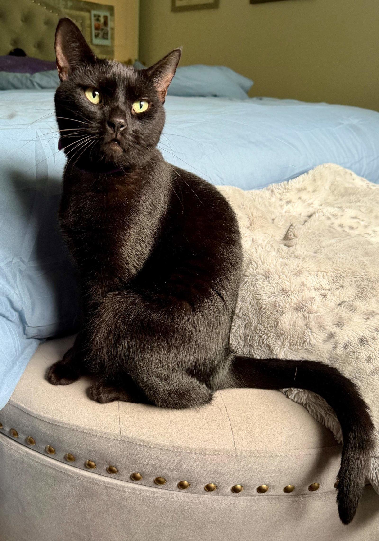 Enlarge Noel, a Adoptable Domestic Short Hair in Naples, FL image 2/3