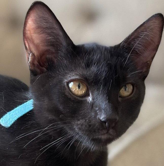 Noel, a Adoptable Domestic Short Hair in Naples, FL image 3/3
