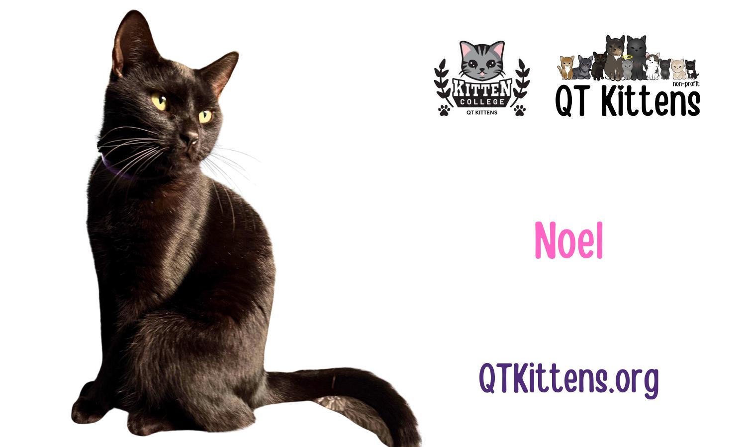 Enlarge Noel, a Adoptable Domestic Short Hair in Naples, FL image 3/3