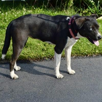 Emmylou, Adoptable, Young Female Husky & Mixed Breed.