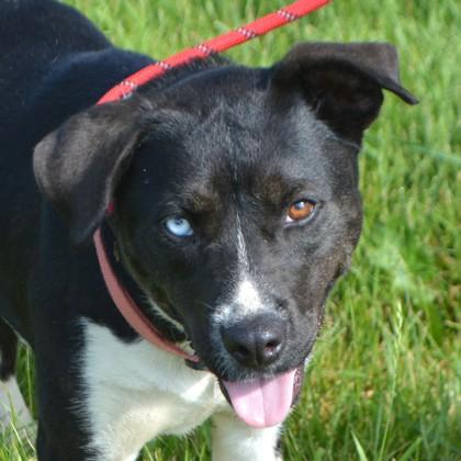 Enlarge Emmylou, a Adoptable mixed breed in Elk Grove Village, IL image 2/3