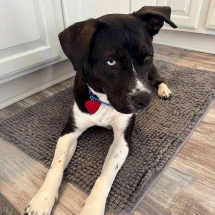Enlarge Emmylou, a Adoptable mixed breed in Elk Grove Village, IL image 3/3