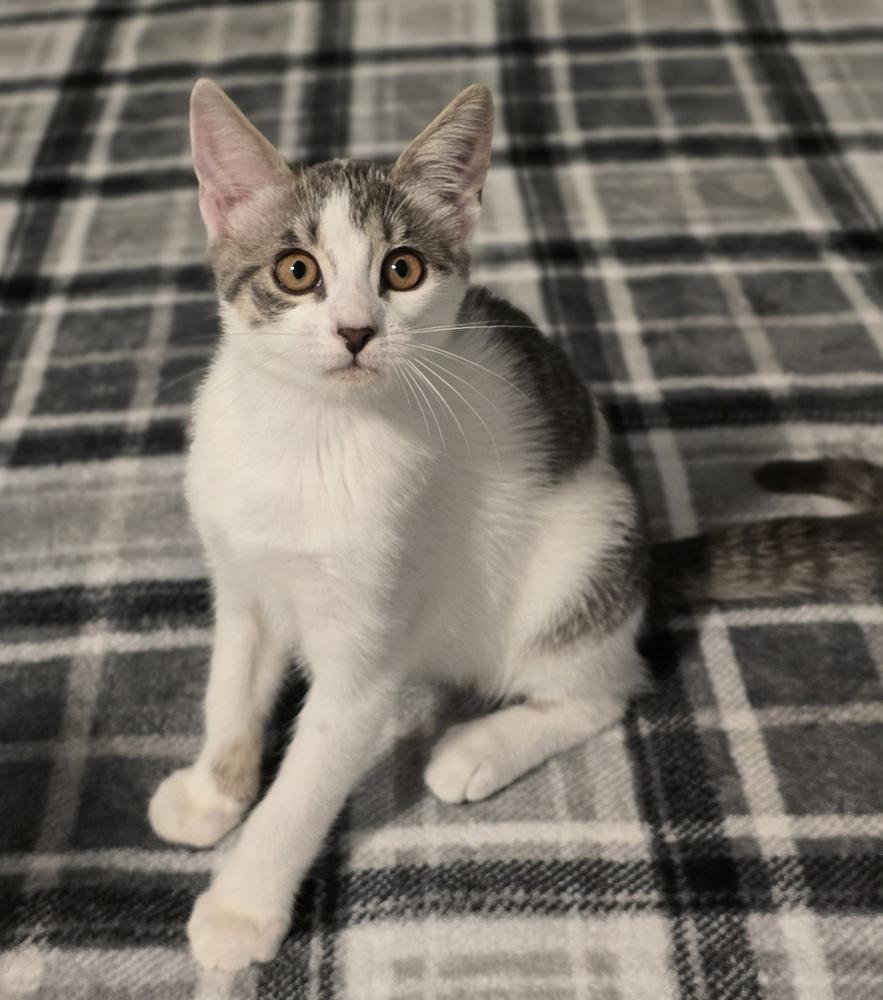 Enlarge Lyle, a Adoptable mixed breed in Sedalia, CO image 2/5