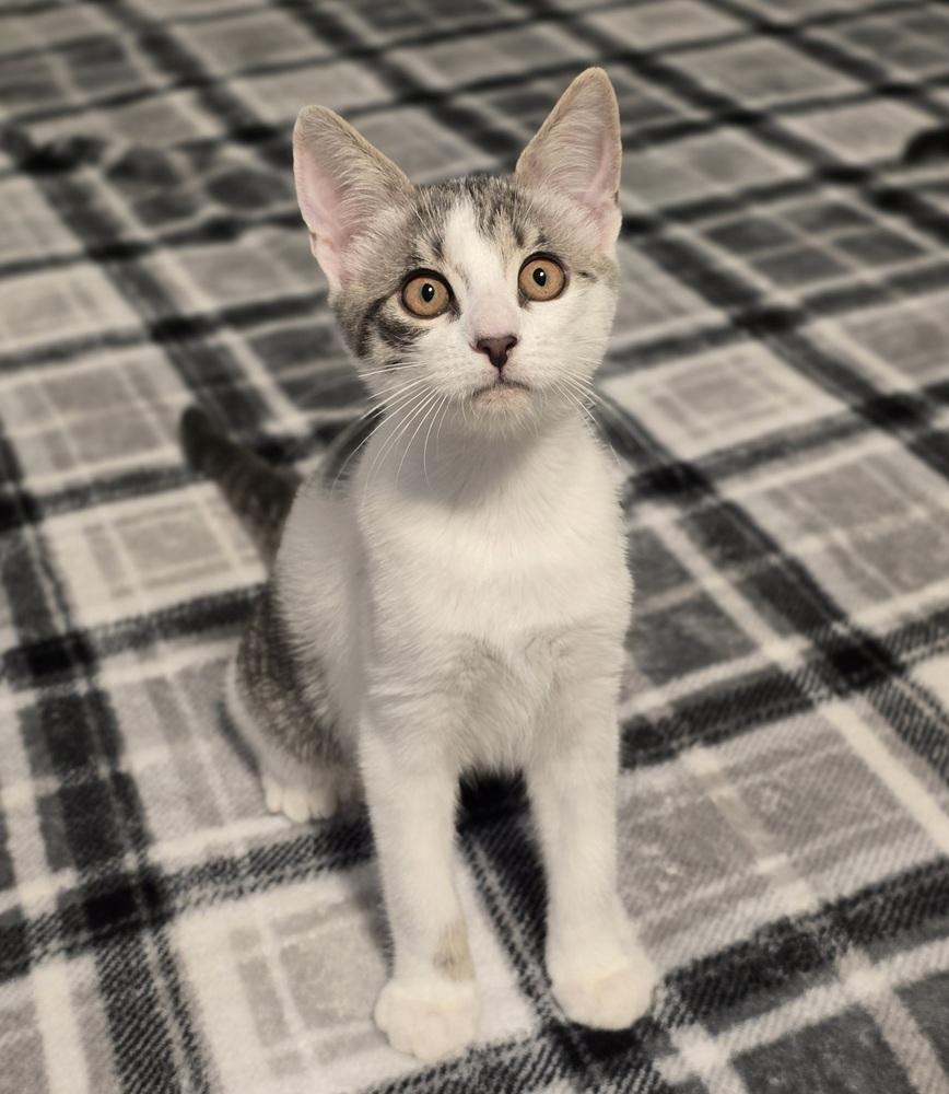 Enlarge Lyle, a Adoptable mixed breed in Sedalia, CO image 3/5