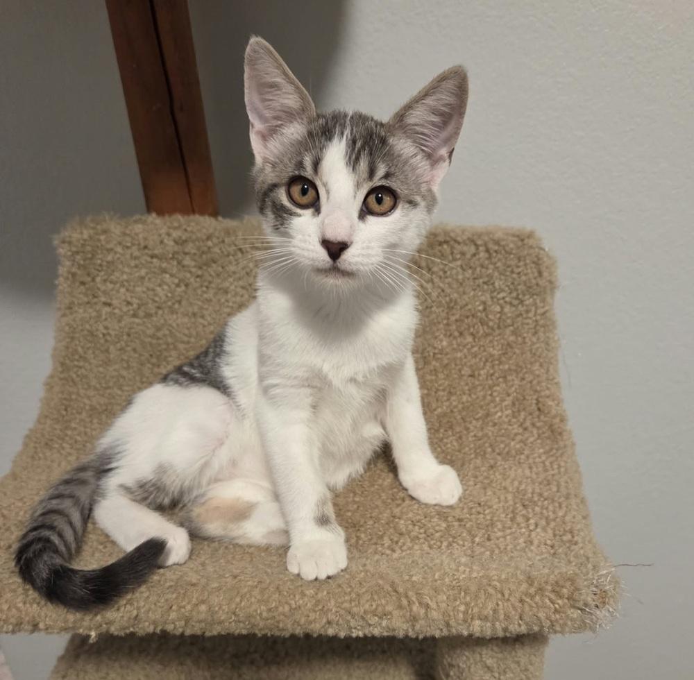 Enlarge Lyle, a Adoptable mixed breed in Sedalia, CO image 4/5