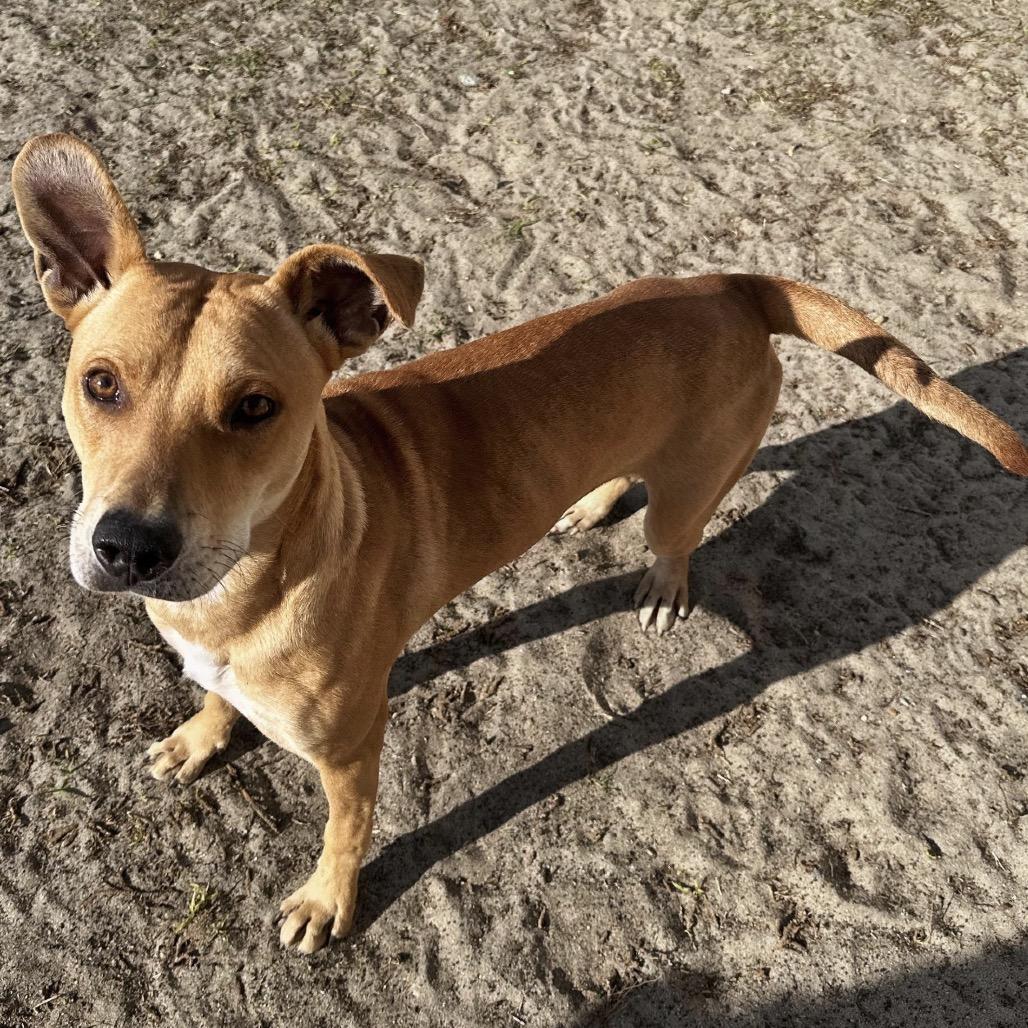 Enlarge Cinderella, a Adoptable mixed breed in Valdosta , GA image 1/6