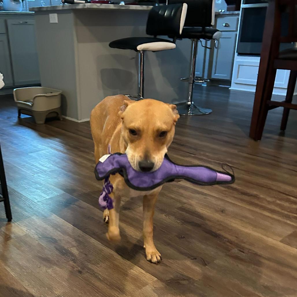 Enlarge Cinderella, a Adoptable mixed breed in Valdosta , GA image 2/6