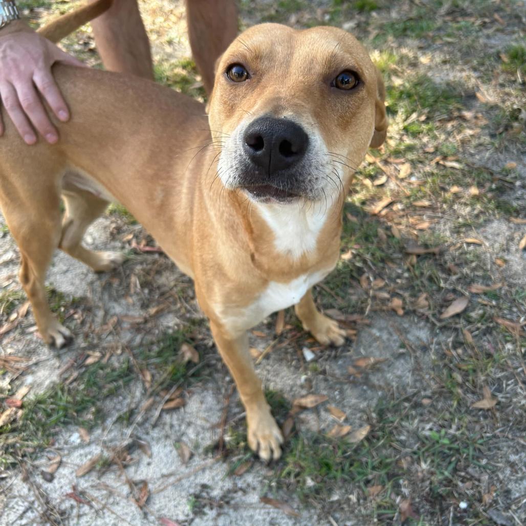 Enlarge Cinderella, a Adoptable mixed breed in Valdosta , GA image 4/6