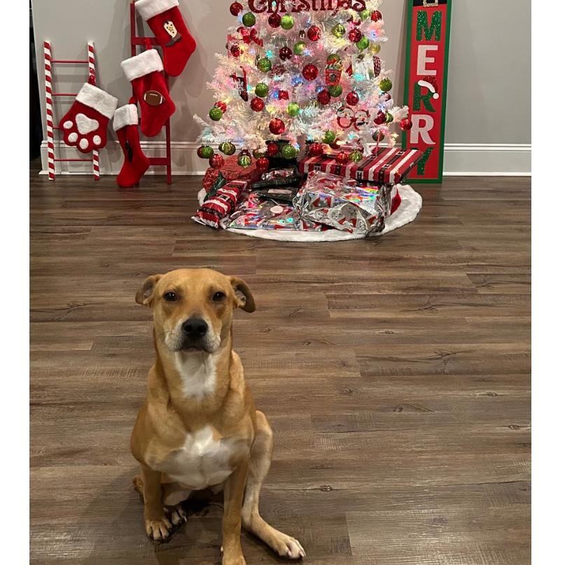 Enlarge Cinderella, a Adoptable mixed breed in Valdosta , GA image 5/6