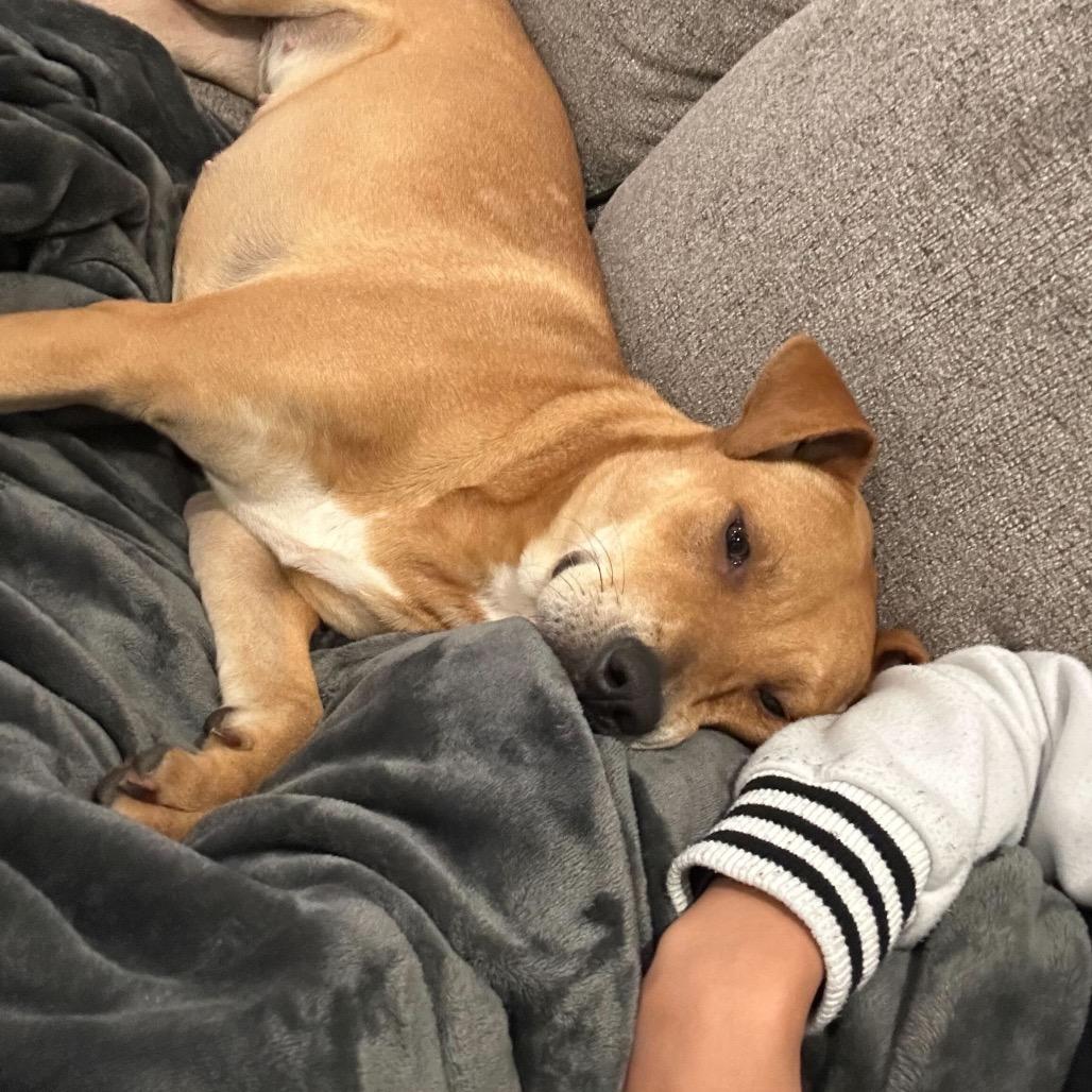 Enlarge Cinderella, a Adoptable mixed breed in Valdosta , GA image 6/6