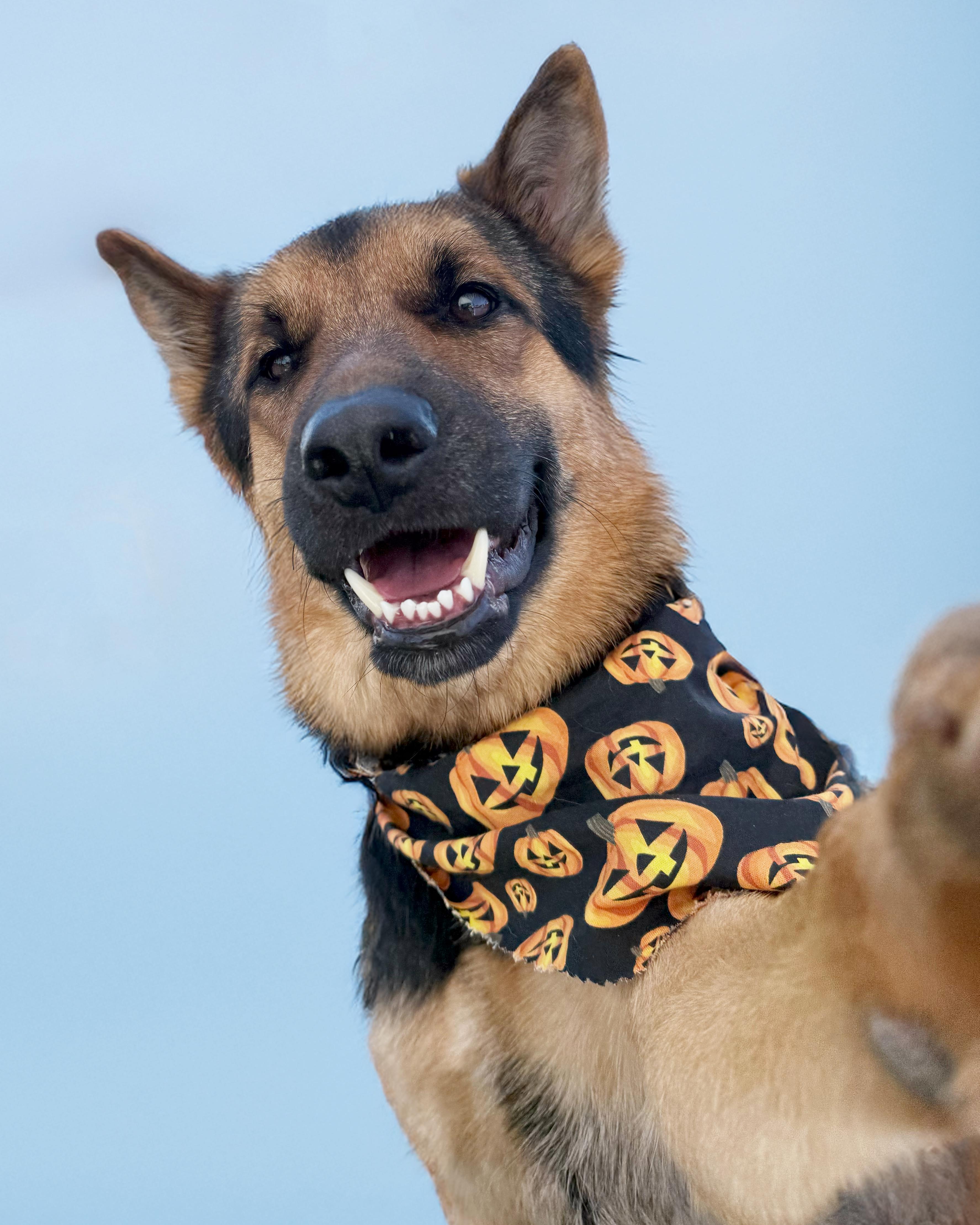 Enlarge Saint, a Adoptable mixed breed in Scottsdale, AZ image 1/2