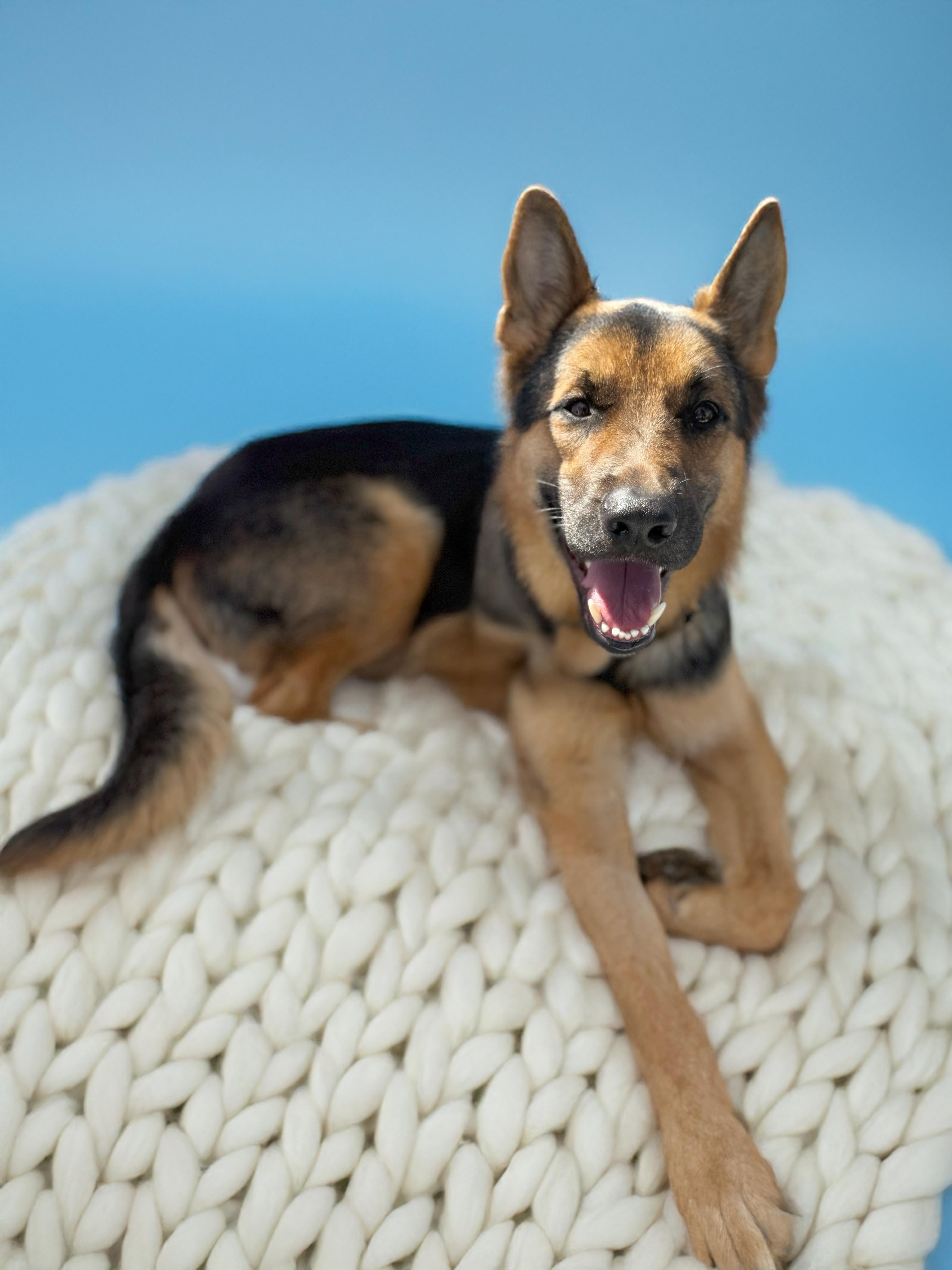 Enlarge Saint, a Adoptable mixed breed in Scottsdale, AZ image 2/2