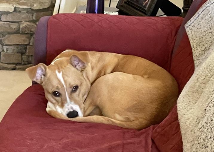 Charlie   **THIS IS A COURTESY POST NOT A PLANNED PETHOOD DOG**