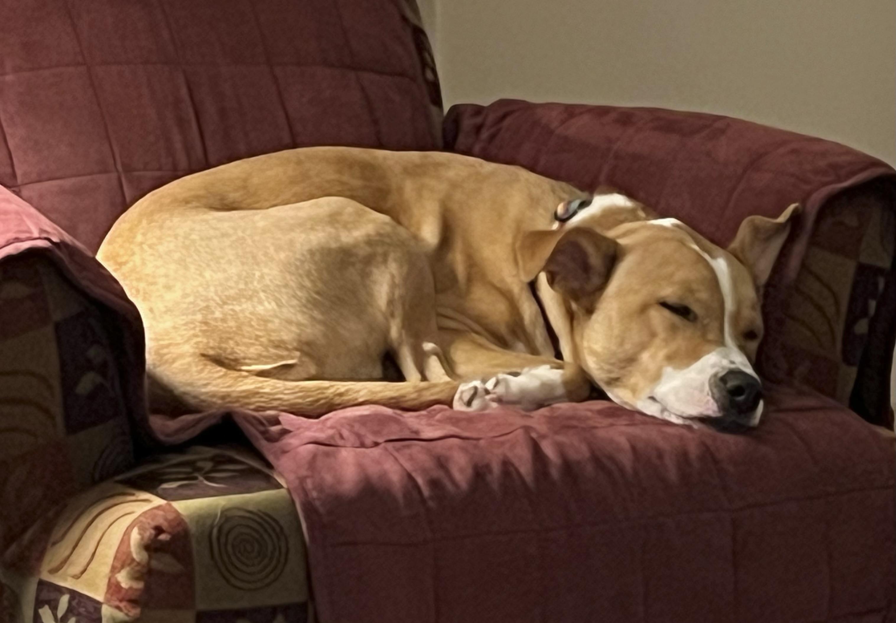 Enlarge Charlie   **THIS IS A COURTESY POST NOT A PLANNED PETHOOD DOG**, an adoptable Mixed Breed in Duluth, GA image 4/6