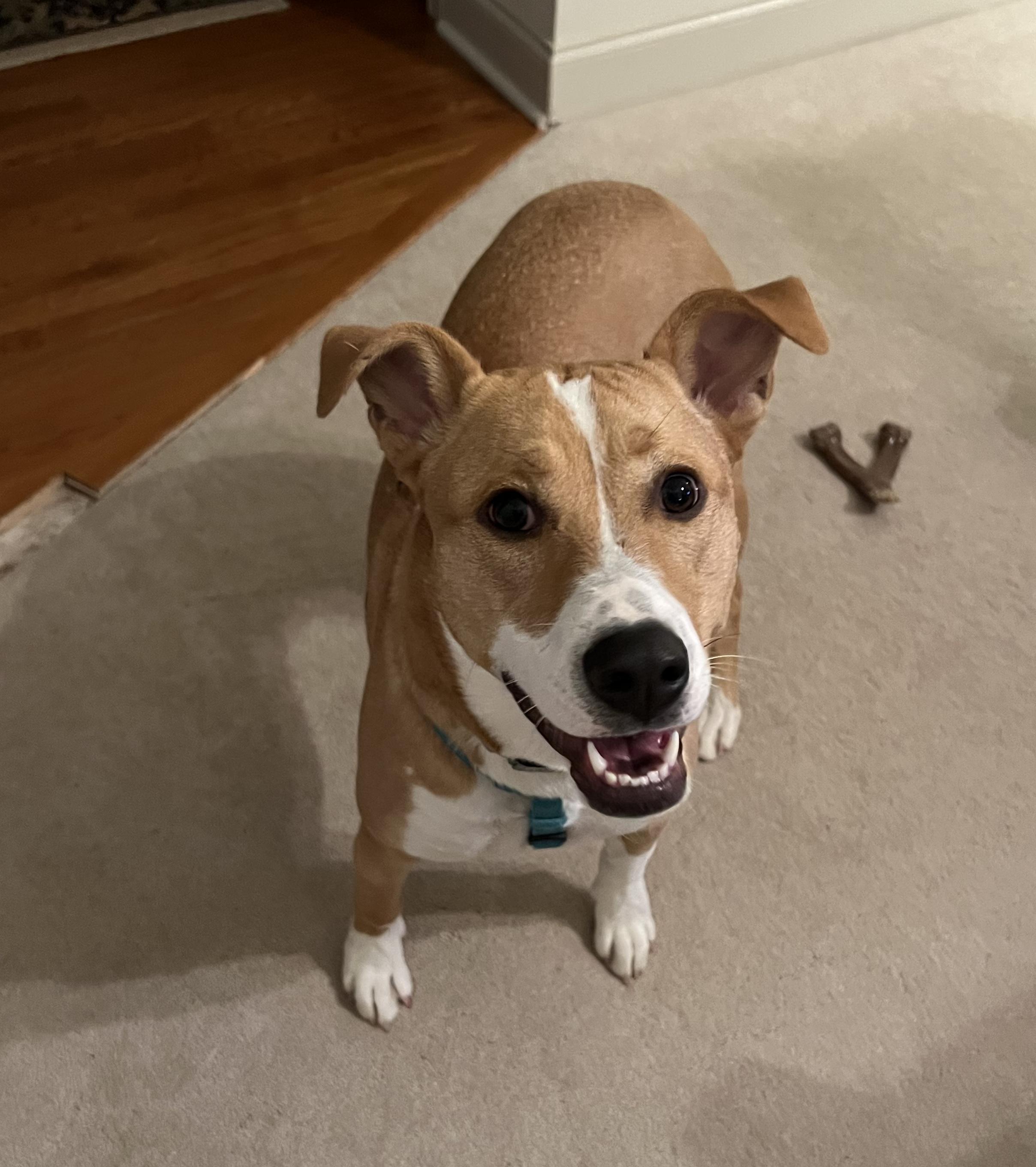 Charlie   **THIS IS A COURTESY POST NOT A PLANNED PETHOOD DOG**