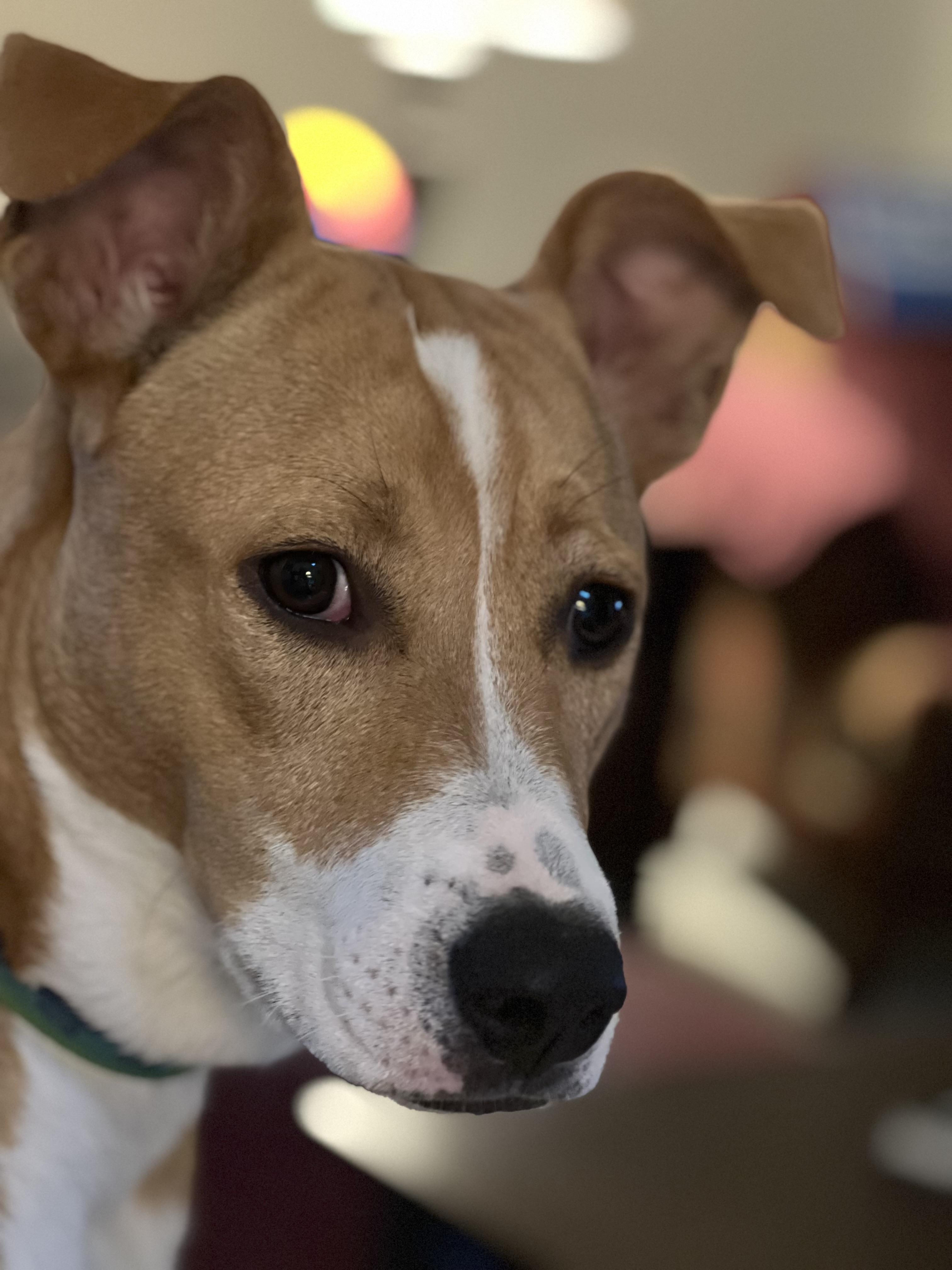 Charlie   **THIS IS A COURTESY POST NOT A PLANNED PETHOOD DOG**