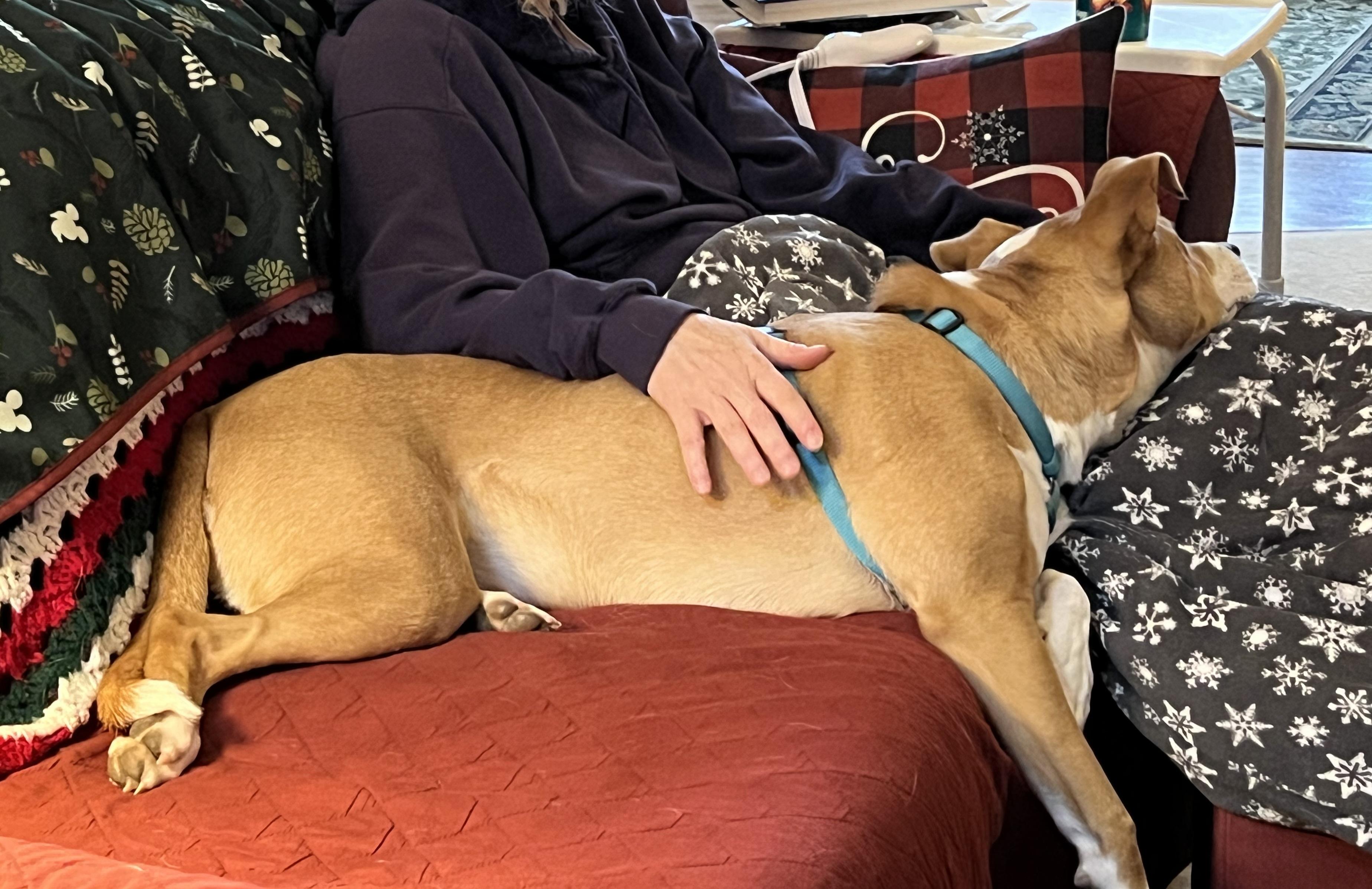 Charlie   **THIS IS A COURTESY POST NOT A PLANNED PETHOOD DOG**