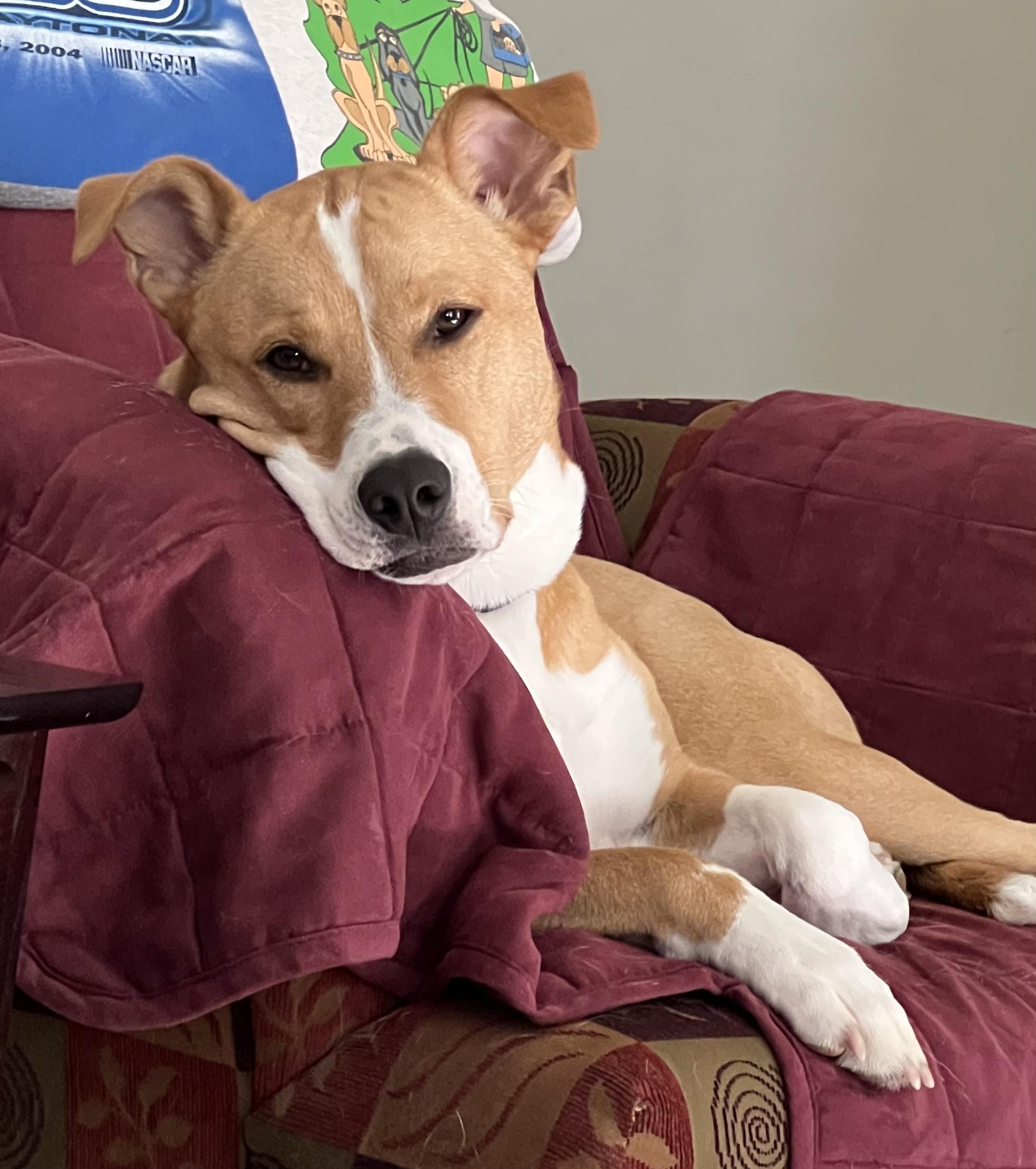 Charlie   **THIS IS A COURTESY POST NOT A PLANNED PETHOOD DOG**, Adoptable, Young Female Mixed Breed.