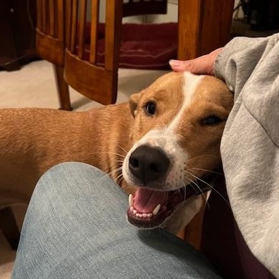 Enlarge Charlie   **THIS IS A COURTESY POST NOT A PLANNED PETHOOD DOG**, an adoptable Mixed Breed in Duluth, GA image 3/6