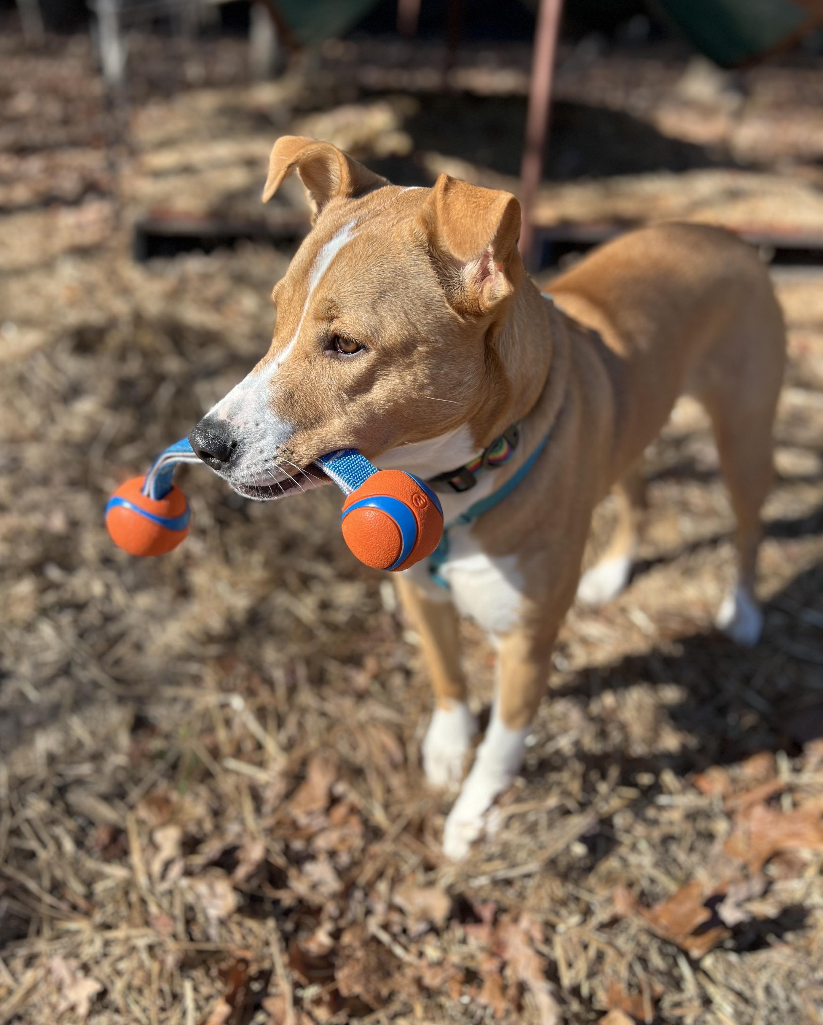 Charlie **THIS IS A COURTESY POST NOT A PLANNED PETHOOD DOG**, a Adoptable Mixed Breed in Duluth, GA image 3/6