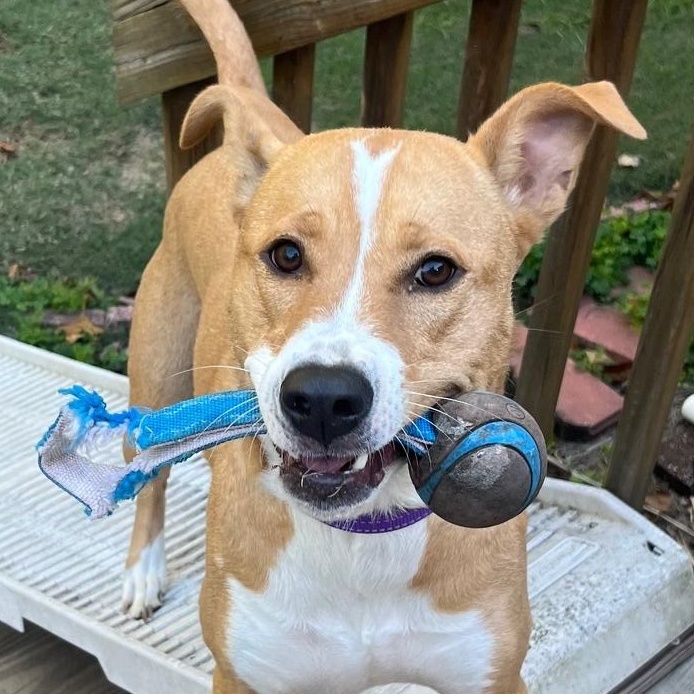 Enlarge Charlie   **THIS IS A COURTESY POST NOT A PLANNED PETHOOD DOG**, an adoptable Mixed Breed in Duluth, GA image 5/6