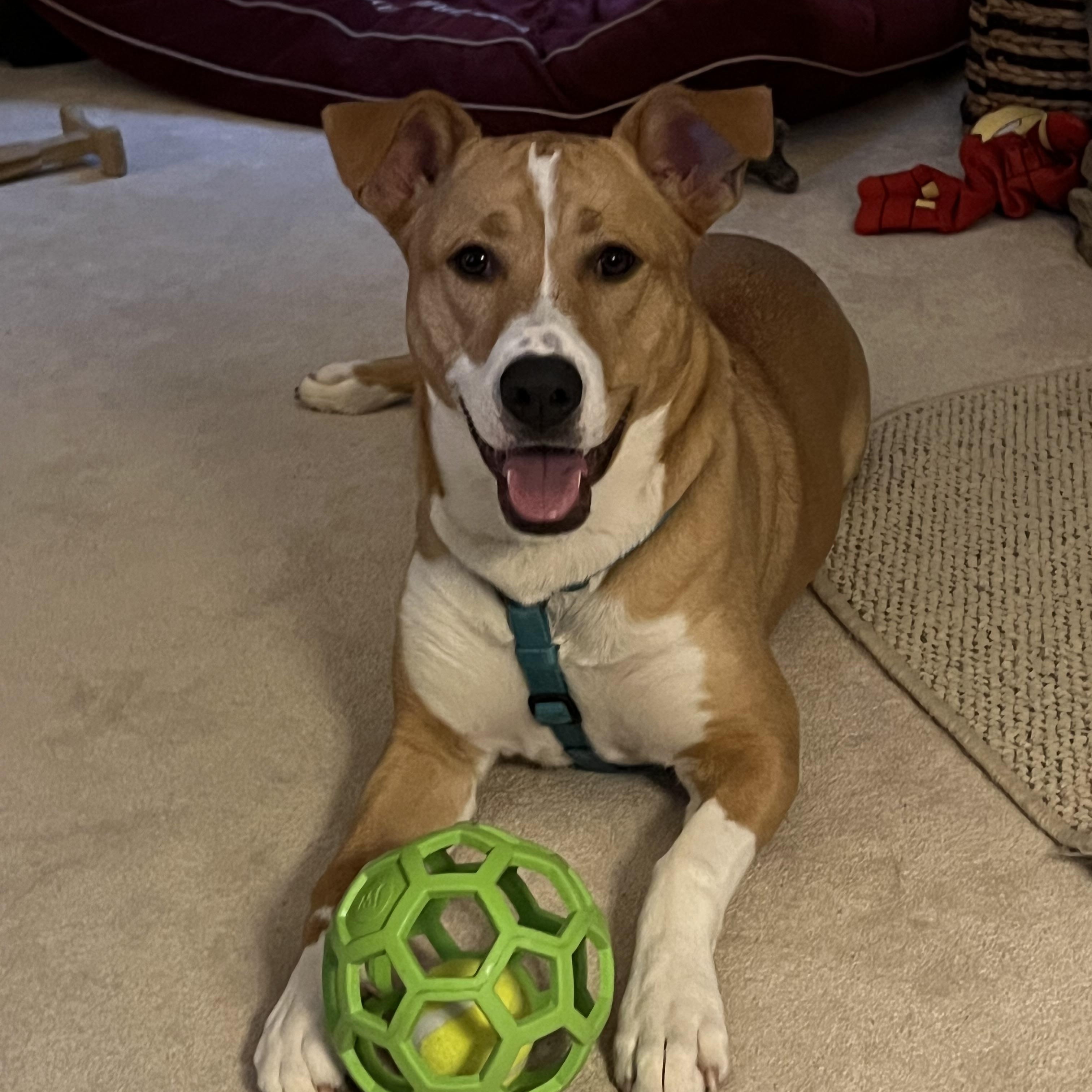 Charlie   **THIS IS A COURTESY POST NOT A PLANNED PETHOOD DOG**