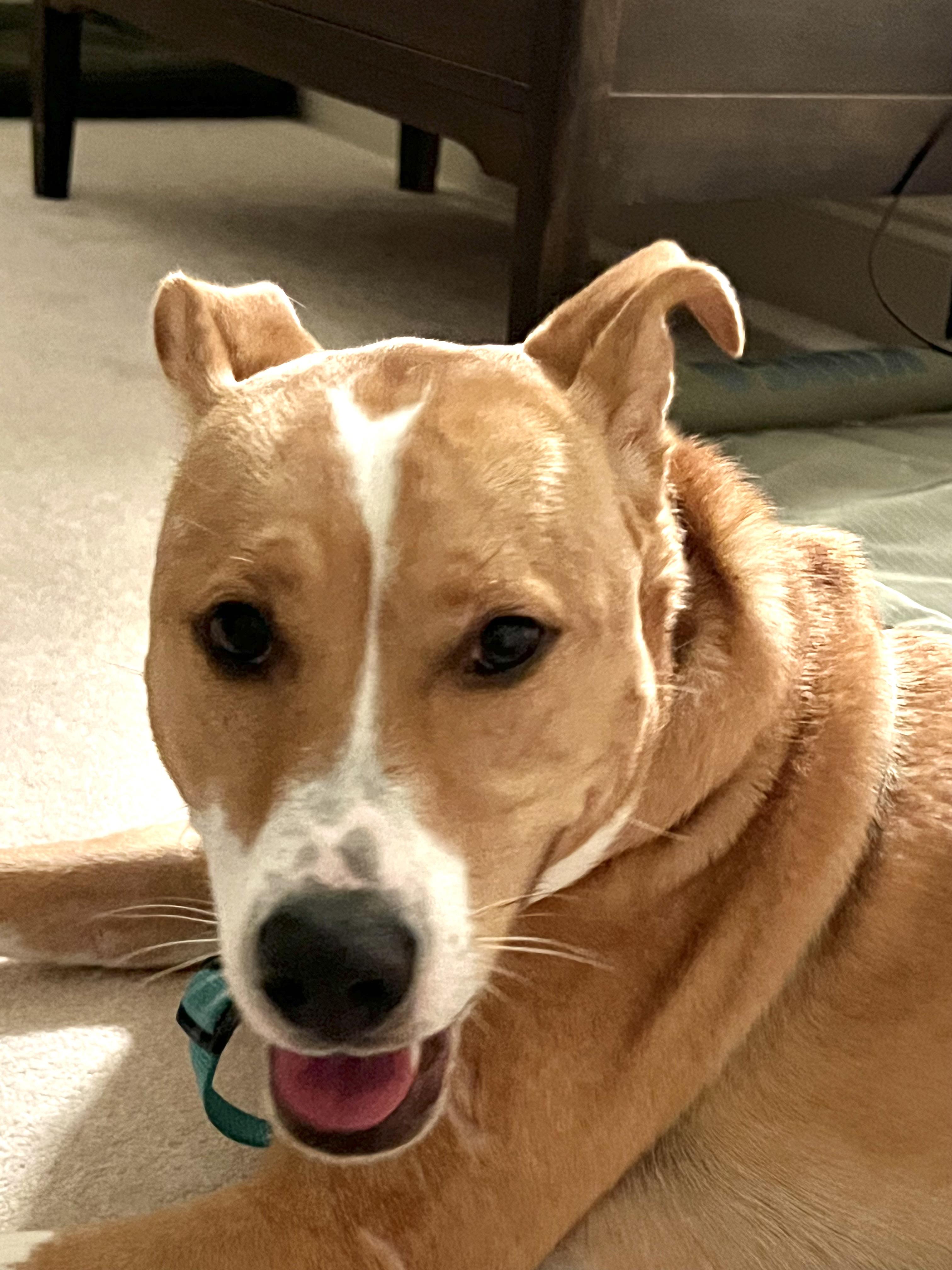 Enlarge Charlie   **THIS IS A COURTESY POST NOT A PLANNED PETHOOD DOG**, an adoptable Mixed Breed in Duluth, GA image 6/6