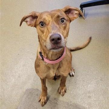 Enlarge SOSA, a Adoptable mixed breed in San Antonio, TX image 1/1