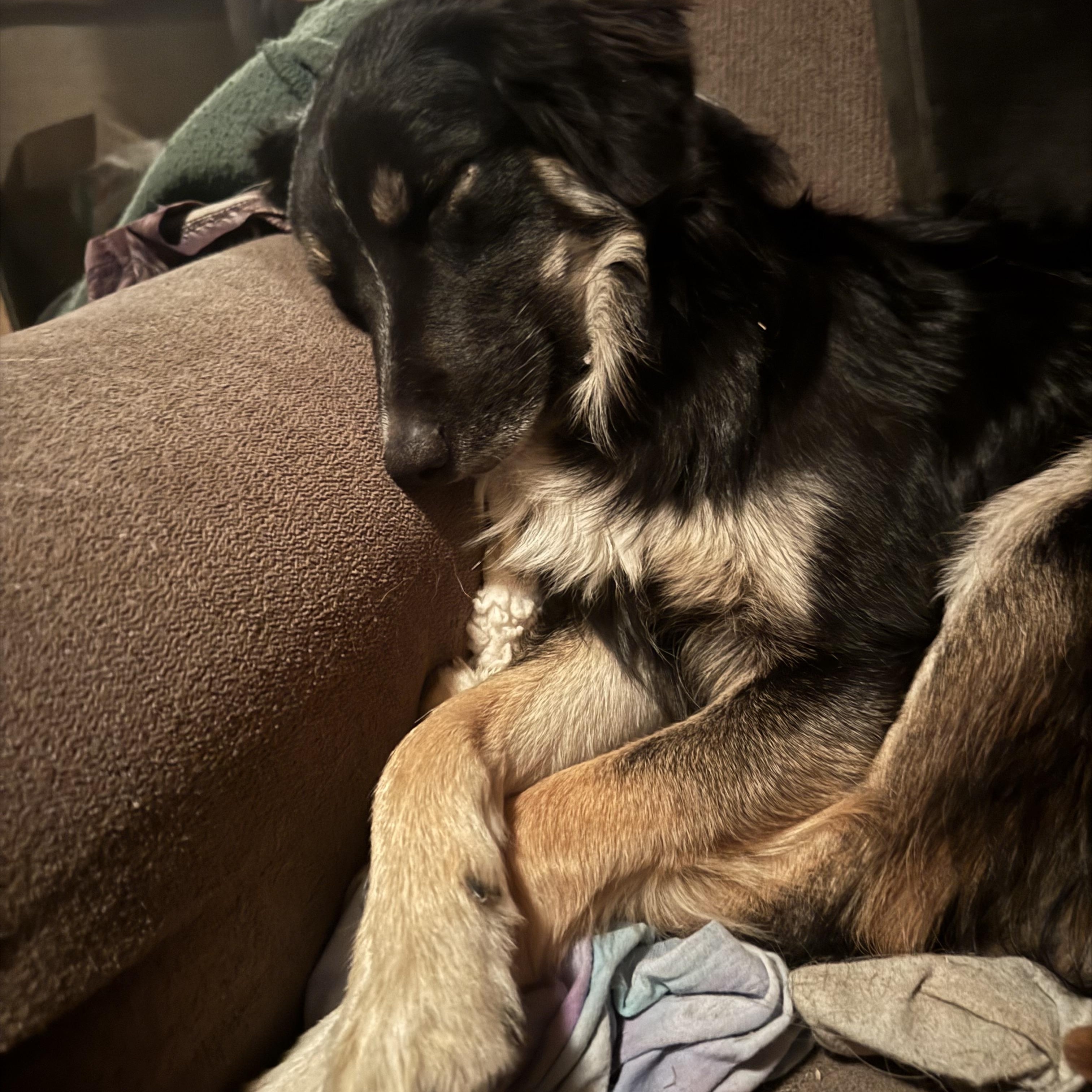 Korra, Adoptable, Adult Female Australian Shepherd.