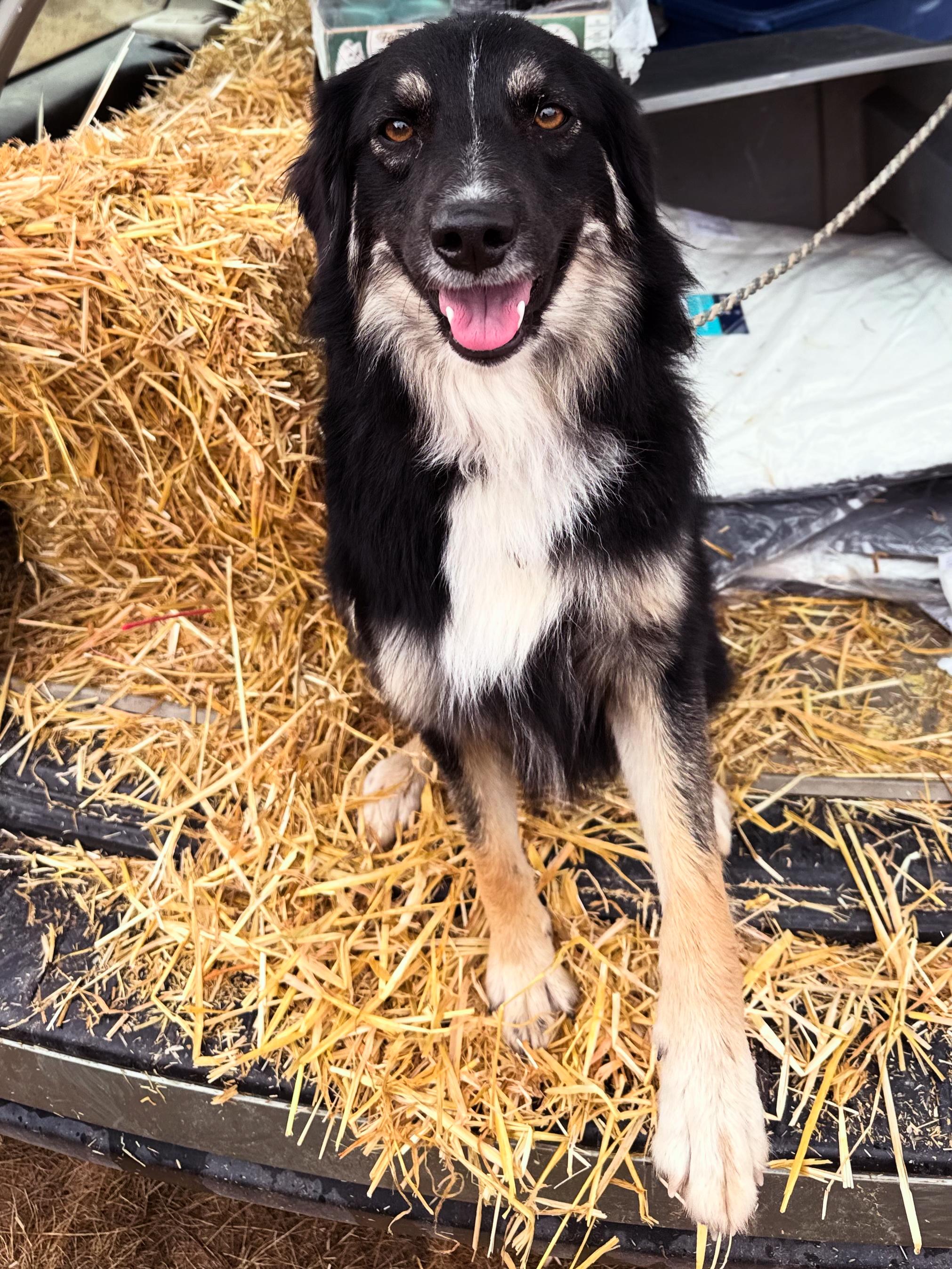 Enlarge Korra, a Adoptable Australian Shepherd in Carson, NM image 2/3