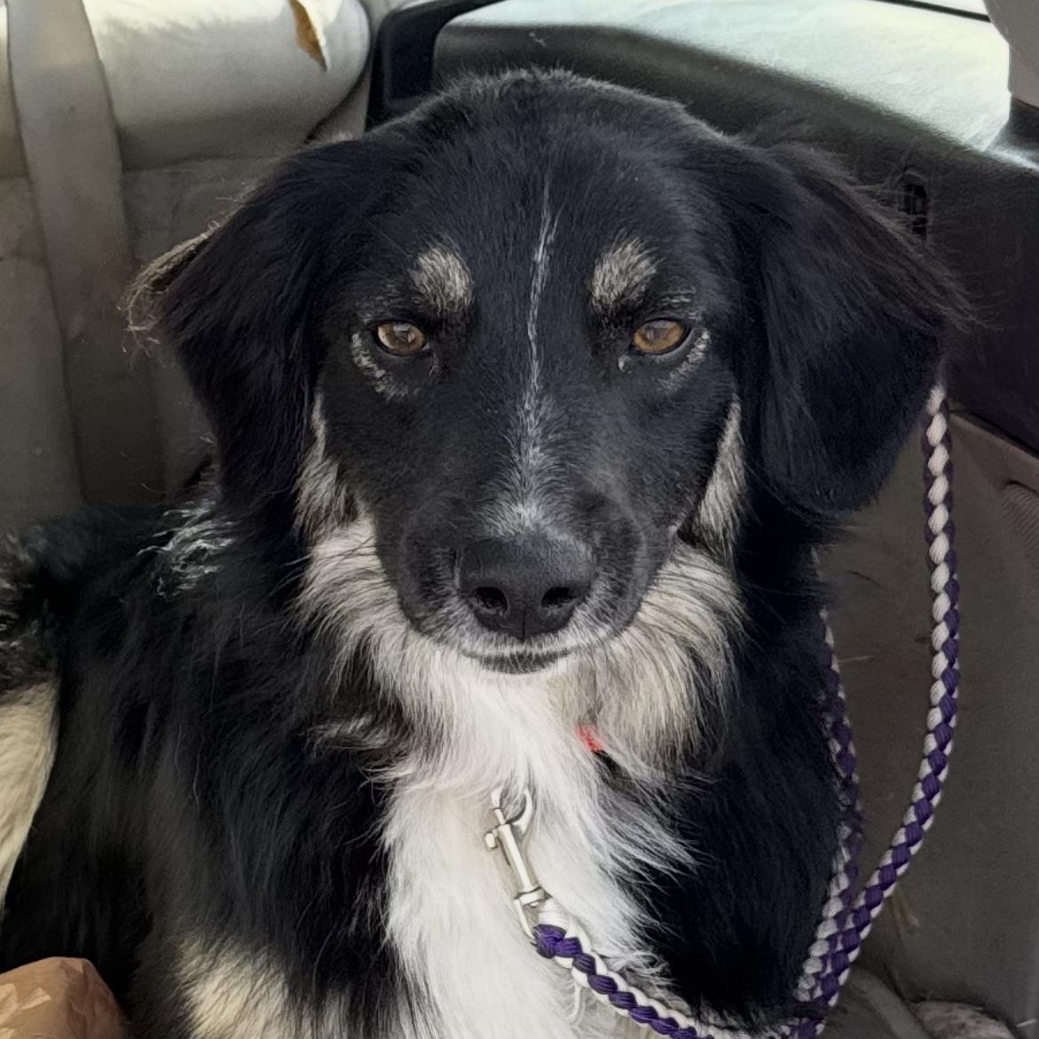 Enlarge Korra, a Adoptable Australian Shepherd in Carson, NM image 3/3