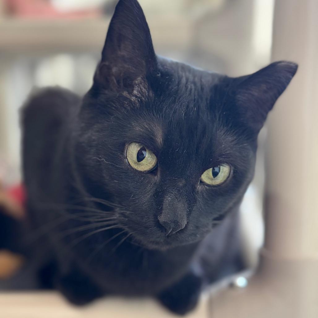 Fred ARC2025-514, Adoptable, Adult Female Domestic Short Hair.