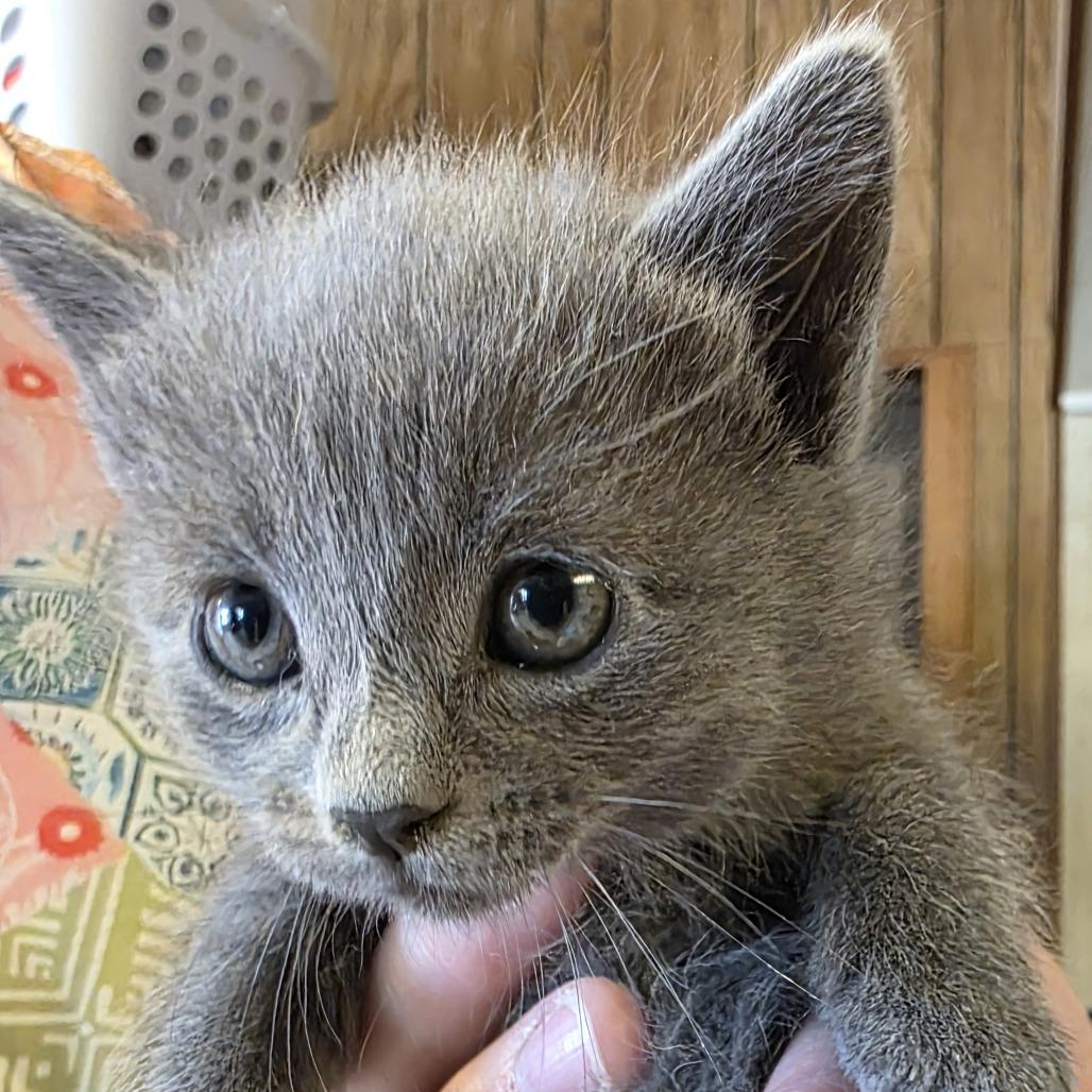 Josie, Adoptable, Kitten Female Domestic Short Hair.
